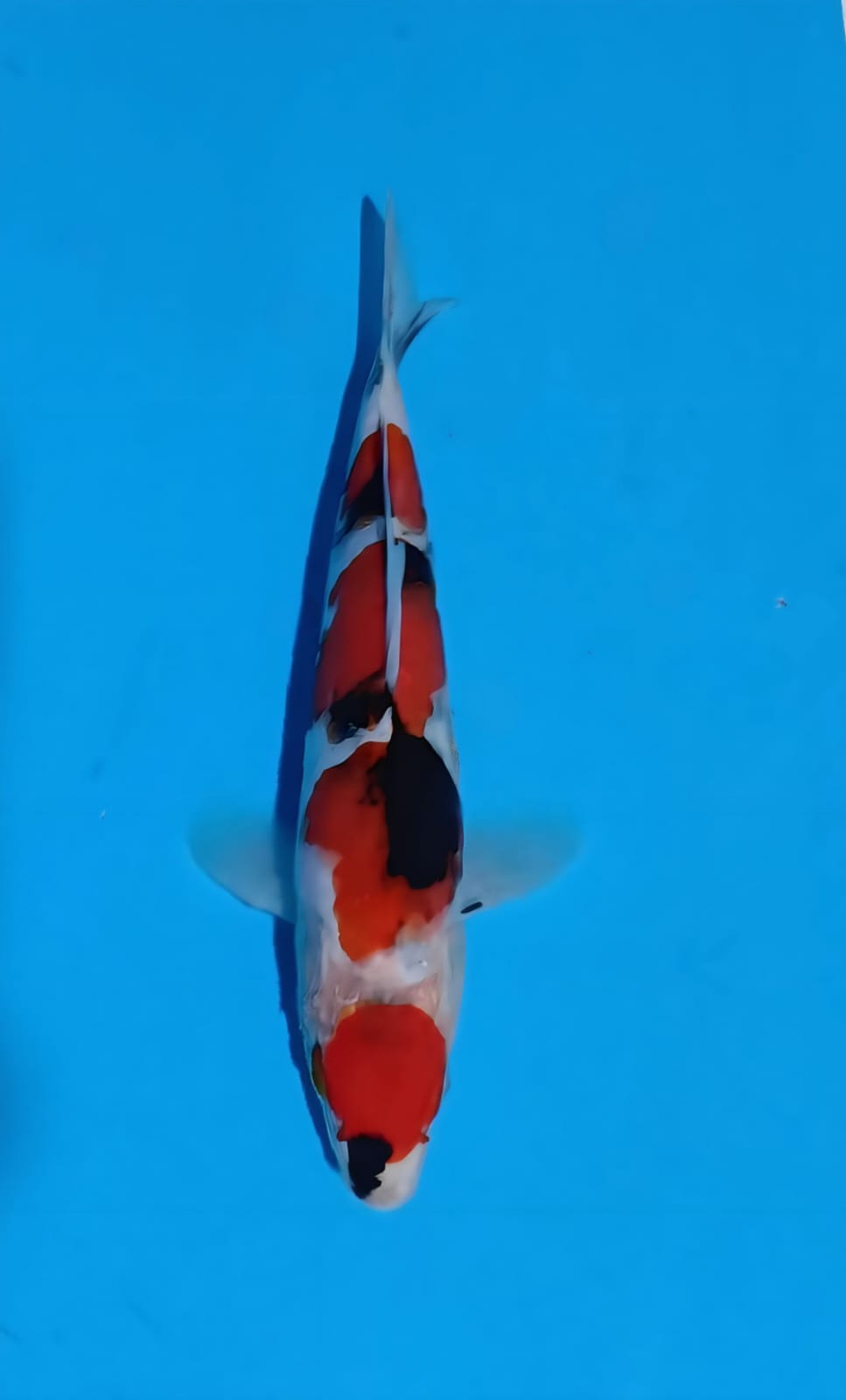 Lelang Koi Online, Jual Beli Ikan Koi, Pasar Koi Terbaik, Agen Lelang Koi, Penawaran Koi Berkualitas, Harga Jual Koi, Lelang Ikan Koi Import, Beli Koi Online, Jual Koi Murah, Koi Showroom, Penjual Koi Terpercaya, Lelang Koi Jakarta, Jual Koi Lokal, Koi Kualitas Unggul, Harga Terbaik Koi, Jual Koi Indukan, Lelang Ikan Hias Koi, Pasar Koi Indonesia, Beli Koi Berkualitas Tinggi, Koi Farm Terbesar, Jual Beli Koi Impor, Lelang Ikan Koi Kualitas Premium, Daftar Harga Koi Terbaru, Pusat Jual Beli Koi, Info Lelang Koi Hari Ini.