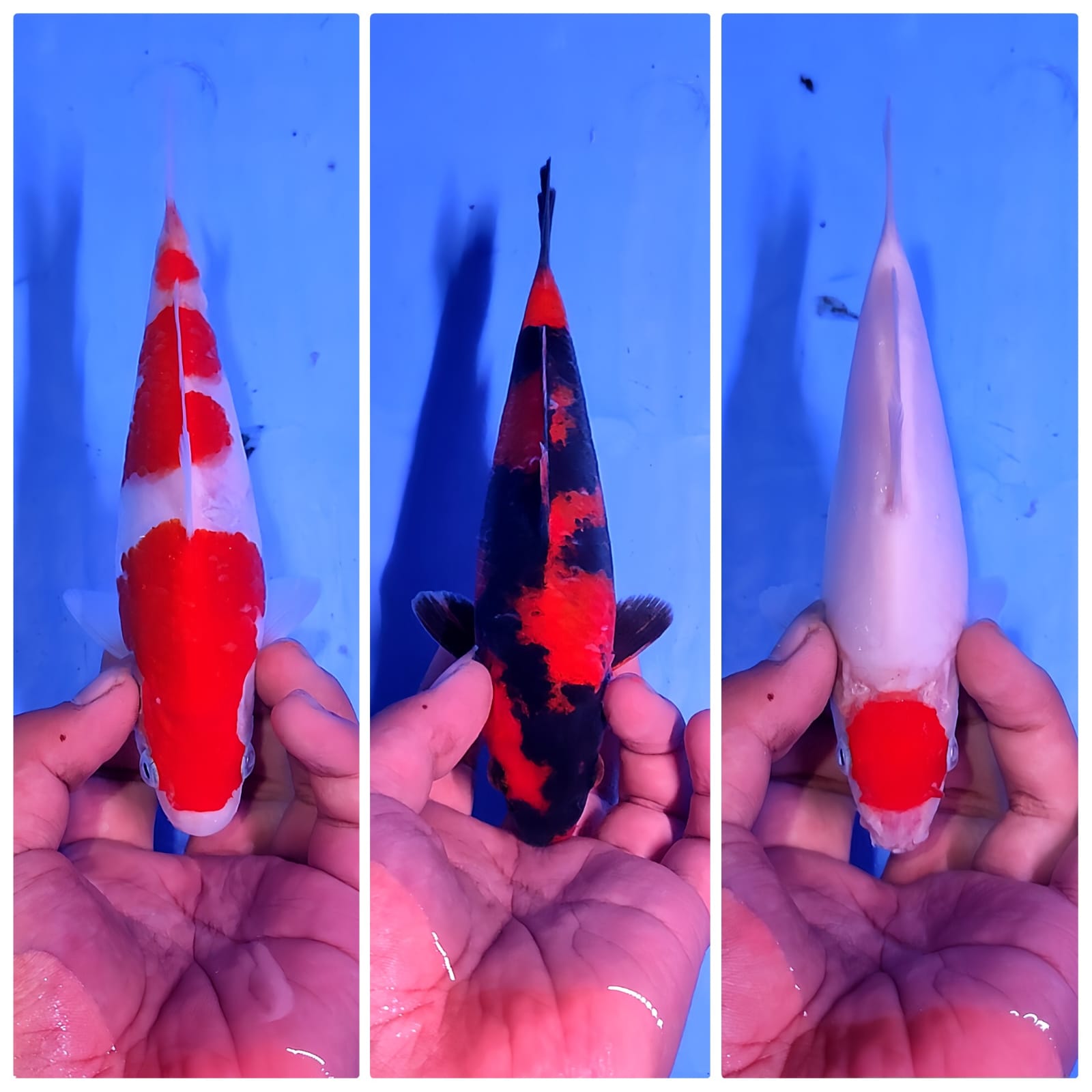 Lelang Koi Online, Jual Beli Ikan Koi, Pasar Koi Terbaik, Agen Lelang Koi, Penawaran Koi Berkualitas, Harga Jual Koi, Lelang Ikan Koi Import, Beli Koi Online, Jual Koi Murah, Koi Showroom, Penjual Koi Terpercaya, Lelang Koi Jakarta, Jual Koi Lokal, Koi Kualitas Unggul, Harga Terbaik Koi, Jual Koi Indukan, Lelang Ikan Hias Koi, Pasar Koi Indonesia, Beli Koi Berkualitas Tinggi, Koi Farm Terbesar, Jual Beli Koi Impor, Lelang Ikan Koi Kualitas Premium, Daftar Harga Koi Terbaru, Pusat Jual Beli Koi, Info Lelang Koi Hari Ini.