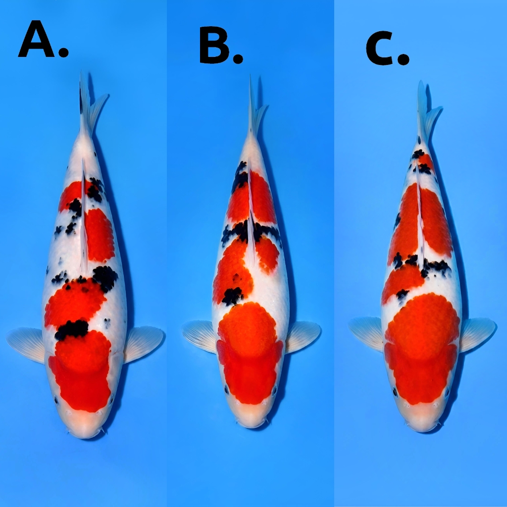 Lelang Koi Online, Jual Beli Ikan Koi, Pasar Koi Terbaik, Agen Lelang Koi, Penawaran Koi Berkualitas, Harga Jual Koi, Lelang Ikan Koi Import, Beli Koi Online, Jual Koi Murah, Koi Showroom, Penjual Koi Terpercaya, Lelang Koi Jakarta, Jual Koi Lokal, Koi Kualitas Unggul, Harga Terbaik Koi, Jual Koi Indukan, Lelang Ikan Hias Koi, Pasar Koi Indonesia, Beli Koi Berkualitas Tinggi, Koi Farm Terbesar, Jual Beli Koi Impor, Lelang Ikan Koi Kualitas Premium, Daftar Harga Koi Terbaru, Pusat Jual Beli Koi, Info Lelang Koi Hari Ini.