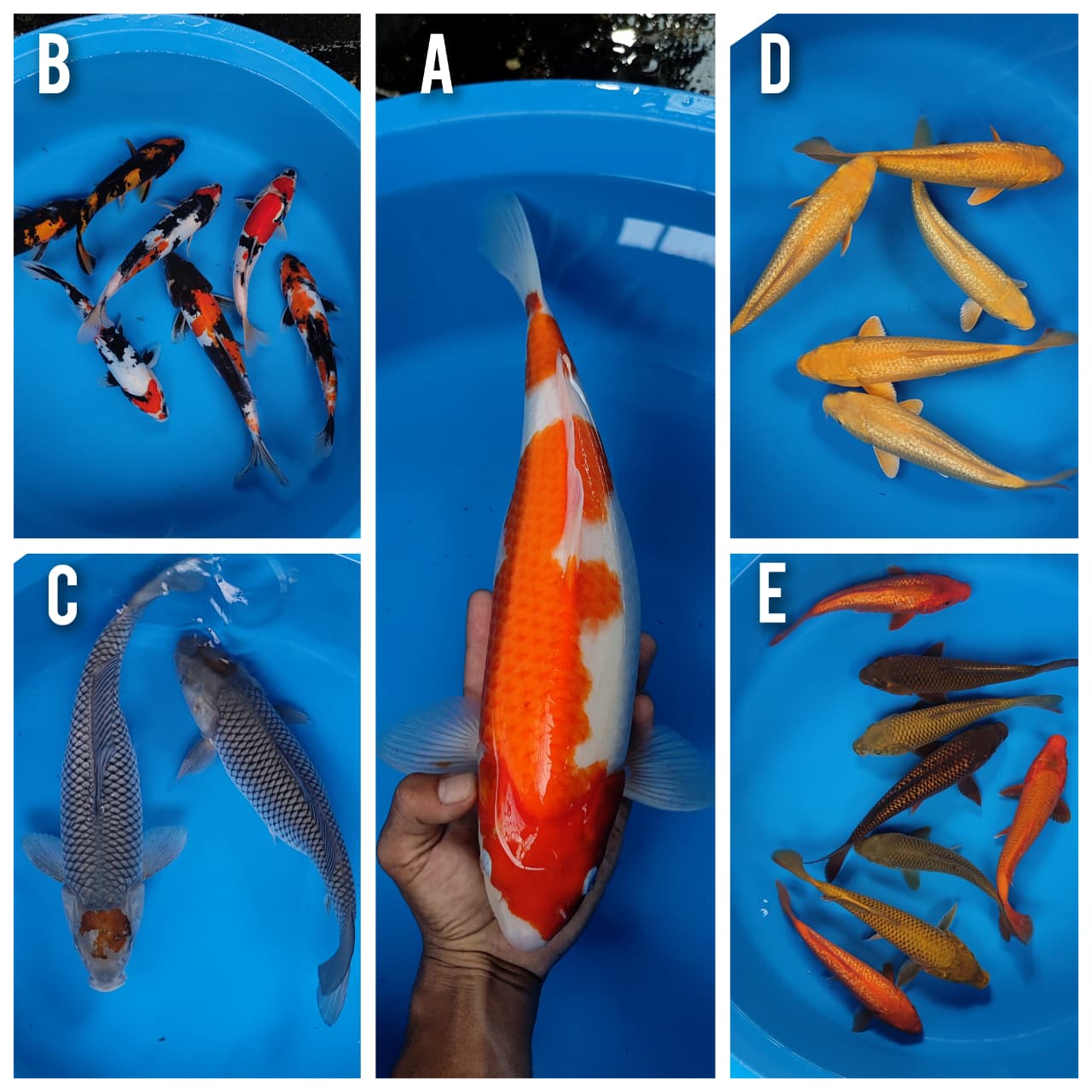 Lelang Koi Online, Jual Beli Ikan Koi, Pasar Koi Terbaik, Agen Lelang Koi, Penawaran Koi Berkualitas, Harga Jual Koi, Lelang Ikan Koi Import, Beli Koi Online, Jual Koi Murah, Koi Showroom, Penjual Koi Terpercaya, Lelang Koi Jakarta, Jual Koi Lokal, Koi Kualitas Unggul, Harga Terbaik Koi, Jual Koi Indukan, Lelang Ikan Hias Koi, Pasar Koi Indonesia, Beli Koi Berkualitas Tinggi, Koi Farm Terbesar, Jual Beli Koi Impor, Lelang Ikan Koi Kualitas Premium, Daftar Harga Koi Terbaru, Pusat Jual Beli Koi, Info Lelang Koi Hari Ini.