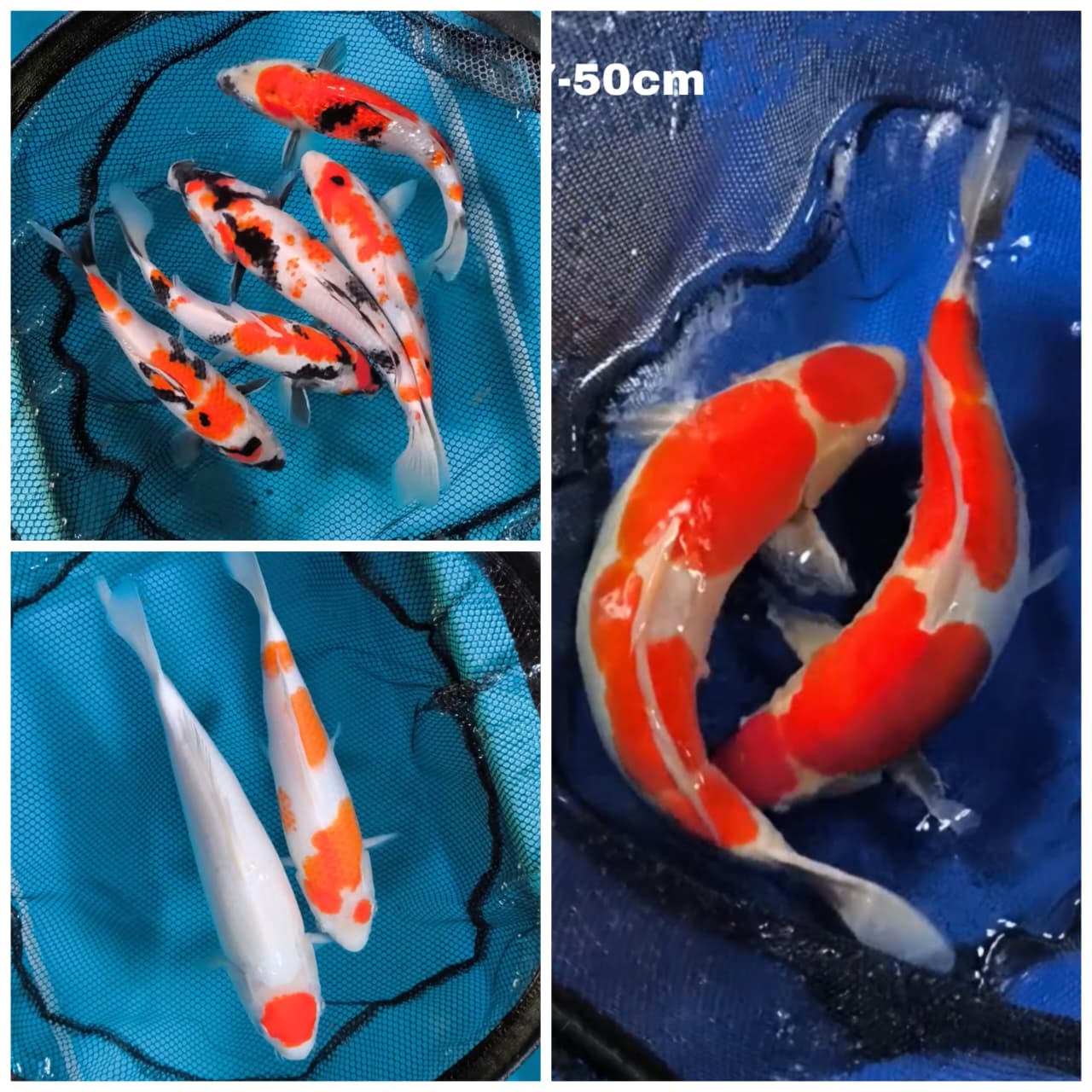 Lelang Koi Online, Jual Beli Ikan Koi, Pasar Koi Terbaik, Agen Lelang Koi, Penawaran Koi Berkualitas, Harga Jual Koi, Lelang Ikan Koi Import, Beli Koi Online, Jual Koi Murah, Koi Showroom, Penjual Koi Terpercaya, Lelang Koi Jakarta, Jual Koi Lokal, Koi Kualitas Unggul, Harga Terbaik Koi, Jual Koi Indukan, Lelang Ikan Hias Koi, Pasar Koi Indonesia, Beli Koi Berkualitas Tinggi, Koi Farm Terbesar, Jual Beli Koi Impor, Lelang Ikan Koi Kualitas Premium, Daftar Harga Koi Terbaru, Pusat Jual Beli Koi, Info Lelang Koi Hari Ini.