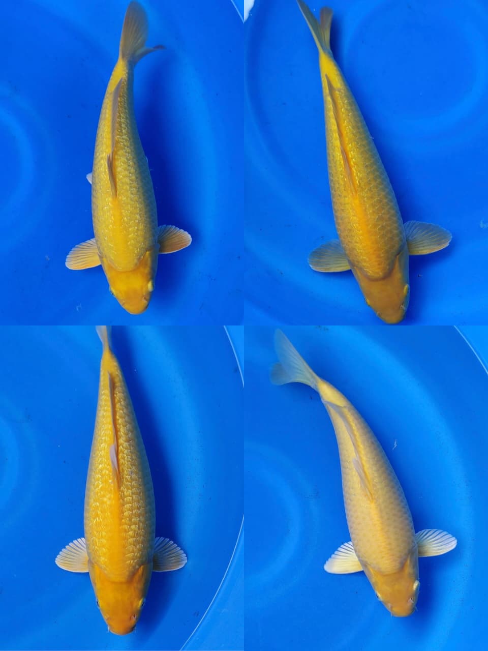 Lelang Koi Online, Jual Beli Ikan Koi, Pasar Koi Terbaik, Agen Lelang Koi, Penawaran Koi Berkualitas, Harga Jual Koi, Lelang Ikan Koi Import, Beli Koi Online, Jual Koi Murah, Koi Showroom, Penjual Koi Terpercaya, Lelang Koi Jakarta, Jual Koi Lokal, Koi Kualitas Unggul, Harga Terbaik Koi, Jual Koi Indukan, Lelang Ikan Hias Koi, Pasar Koi Indonesia, Beli Koi Berkualitas Tinggi, Koi Farm Terbesar, Jual Beli Koi Impor, Lelang Ikan Koi Kualitas Premium, Daftar Harga Koi Terbaru, Pusat Jual Beli Koi, Info Lelang Koi Hari Ini.