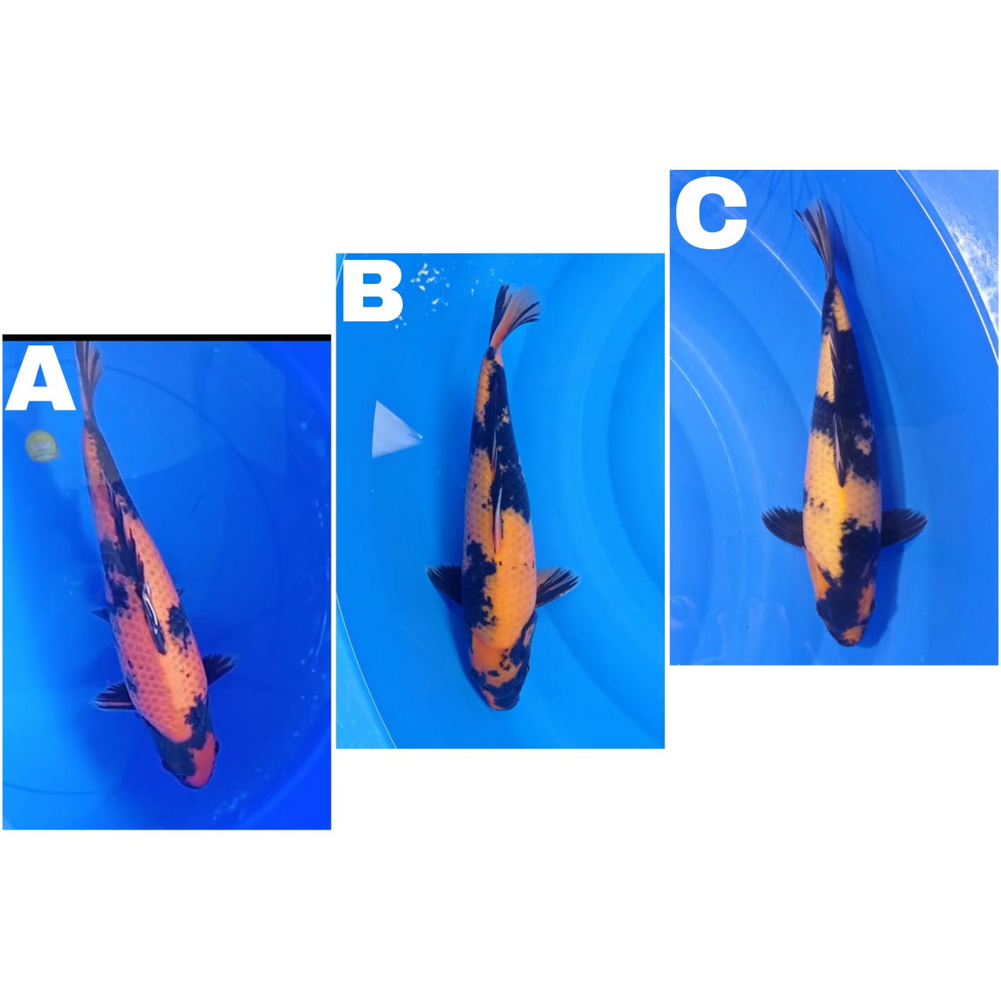 Lelang Koi Online, Jual Beli Ikan Koi, Pasar Koi Terbaik, Agen Lelang Koi, Penawaran Koi Berkualitas, Harga Jual Koi, Lelang Ikan Koi Import, Beli Koi Online, Jual Koi Murah, Koi Showroom, Penjual Koi Terpercaya, Lelang Koi Jakarta, Jual Koi Lokal, Koi Kualitas Unggul, Harga Terbaik Koi, Jual Koi Indukan, Lelang Ikan Hias Koi, Pasar Koi Indonesia, Beli Koi Berkualitas Tinggi, Koi Farm Terbesar, Jual Beli Koi Impor, Lelang Ikan Koi Kualitas Premium, Daftar Harga Koi Terbaru, Pusat Jual Beli Koi, Info Lelang Koi Hari Ini.