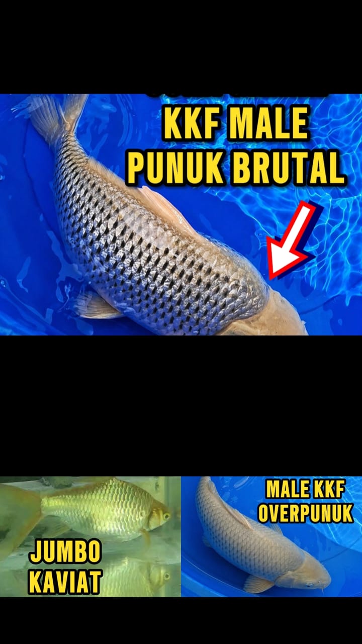 Lelang Koi Online, Jual Beli Ikan Koi, Pasar Koi Terbaik, Agen Lelang Koi, Penawaran Koi Berkualitas, Harga Jual Koi, Lelang Ikan Koi Import, Beli Koi Online, Jual Koi Murah, Koi Showroom, Penjual Koi Terpercaya, Lelang Koi Jakarta, Jual Koi Lokal, Koi Kualitas Unggul, Harga Terbaik Koi, Jual Koi Indukan, Lelang Ikan Hias Koi, Pasar Koi Indonesia, Beli Koi Berkualitas Tinggi, Koi Farm Terbesar, Jual Beli Koi Impor, Lelang Ikan Koi Kualitas Premium, Daftar Harga Koi Terbaru, Pusat Jual Beli Koi, Info Lelang Koi Hari Ini.