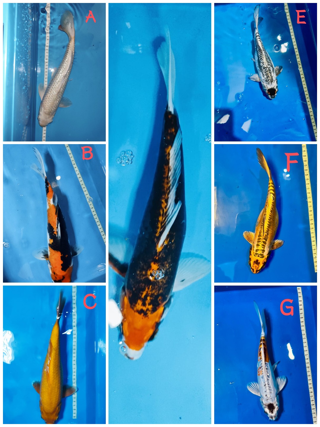 Lelang Koi Online, Jual Beli Ikan Koi, Pasar Koi Terbaik, Agen Lelang Koi, Penawaran Koi Berkualitas, Harga Jual Koi, Lelang Ikan Koi Import, Beli Koi Online, Jual Koi Murah, Koi Showroom, Penjual Koi Terpercaya, Lelang Koi Jakarta, Jual Koi Lokal, Koi Kualitas Unggul, Harga Terbaik Koi, Jual Koi Indukan, Lelang Ikan Hias Koi, Pasar Koi Indonesia, Beli Koi Berkualitas Tinggi, Koi Farm Terbesar, Jual Beli Koi Impor, Lelang Ikan Koi Kualitas Premium, Daftar Harga Koi Terbaru, Pusat Jual Beli Koi, Info Lelang Koi Hari Ini.