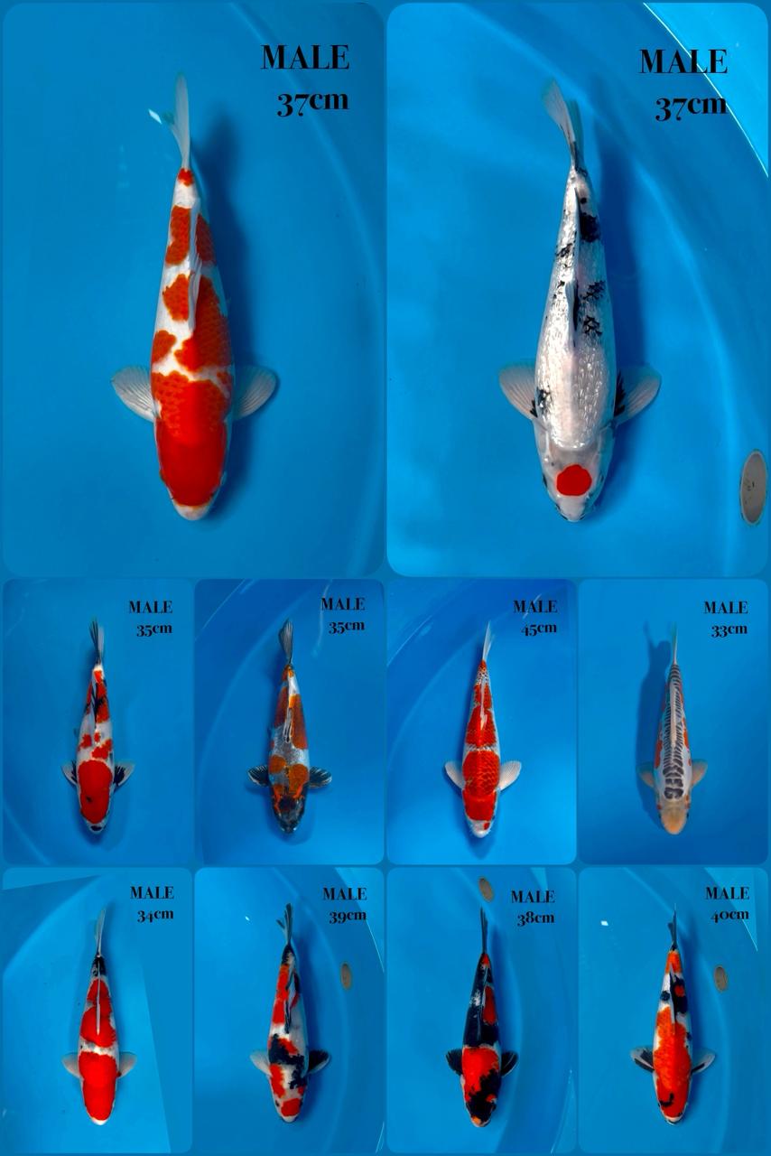 Lelang Koi Online, Jual Beli Ikan Koi, Pasar Koi Terbaik, Agen Lelang Koi, Penawaran Koi Berkualitas, Harga Jual Koi, Lelang Ikan Koi Import, Beli Koi Online, Jual Koi Murah, Koi Showroom, Penjual Koi Terpercaya, Lelang Koi Jakarta, Jual Koi Lokal, Koi Kualitas Unggul, Harga Terbaik Koi, Jual Koi Indukan, Lelang Ikan Hias Koi, Pasar Koi Indonesia, Beli Koi Berkualitas Tinggi, Koi Farm Terbesar, Jual Beli Koi Impor, Lelang Ikan Koi Kualitas Premium, Daftar Harga Koi Terbaru, Pusat Jual Beli Koi, Info Lelang Koi Hari Ini.