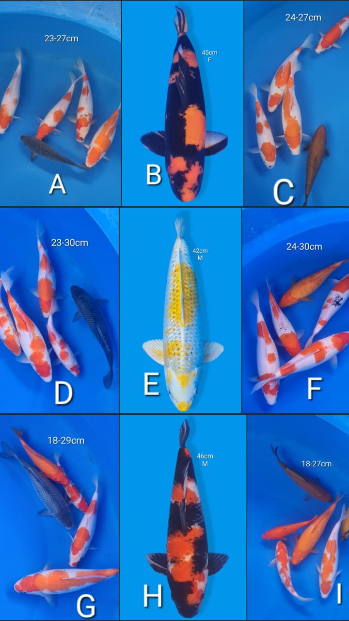 Lelang Koi Online, Jual Beli Ikan Koi, Pasar Koi Terbaik, Agen Lelang Koi, Penawaran Koi Berkualitas, Harga Jual Koi, Lelang Ikan Koi Import, Beli Koi Online, Jual Koi Murah, Koi Showroom, Penjual Koi Terpercaya, Lelang Koi Jakarta, Jual Koi Lokal, Koi Kualitas Unggul, Harga Terbaik Koi, Jual Koi Indukan, Lelang Ikan Hias Koi, Pasar Koi Indonesia, Beli Koi Berkualitas Tinggi, Koi Farm Terbesar, Jual Beli Koi Impor, Lelang Ikan Koi Kualitas Premium, Daftar Harga Koi Terbaru, Pusat Jual Beli Koi, Info Lelang Koi Hari Ini.