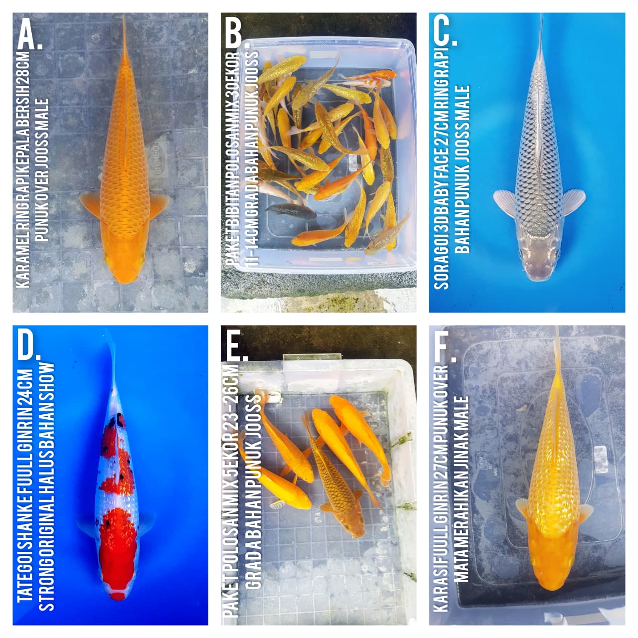 Lelang Koi Online, Jual Beli Ikan Koi, Pasar Koi Terbaik, Agen Lelang Koi, Penawaran Koi Berkualitas, Harga Jual Koi, Lelang Ikan Koi Import, Beli Koi Online, Jual Koi Murah, Koi Showroom, Penjual Koi Terpercaya, Lelang Koi Jakarta, Jual Koi Lokal, Koi Kualitas Unggul, Harga Terbaik Koi, Jual Koi Indukan, Lelang Ikan Hias Koi, Pasar Koi Indonesia, Beli Koi Berkualitas Tinggi, Koi Farm Terbesar, Jual Beli Koi Impor, Lelang Ikan Koi Kualitas Premium, Daftar Harga Koi Terbaru, Pusat Jual Beli Koi, Info Lelang Koi Hari Ini.