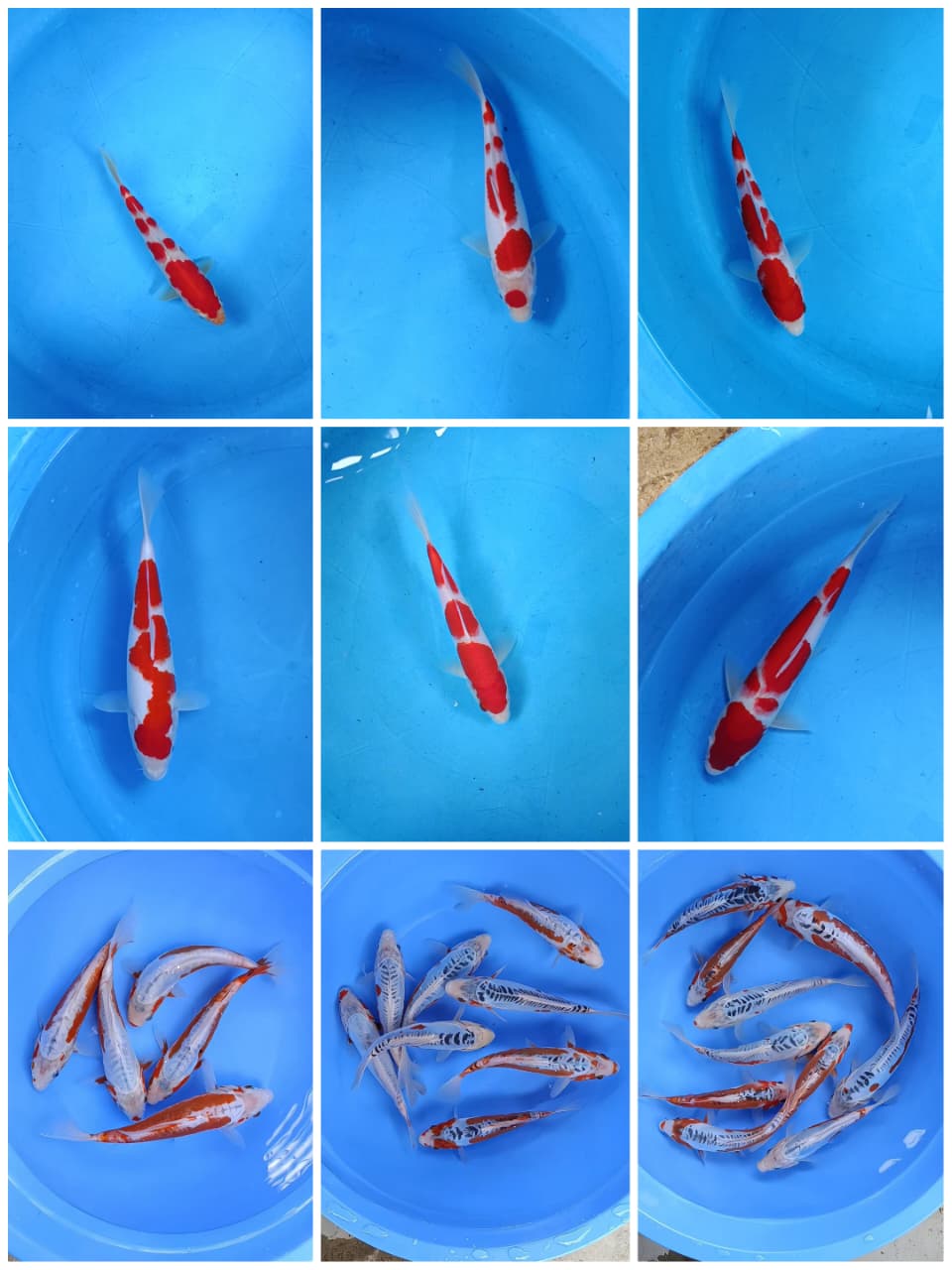 Lelang Koi Online, Jual Beli Ikan Koi, Pasar Koi Terbaik, Agen Lelang Koi, Penawaran Koi Berkualitas, Harga Jual Koi, Lelang Ikan Koi Import, Beli Koi Online, Jual Koi Murah, Koi Showroom, Penjual Koi Terpercaya, Lelang Koi Jakarta, Jual Koi Lokal, Koi Kualitas Unggul, Harga Terbaik Koi, Jual Koi Indukan, Lelang Ikan Hias Koi, Pasar Koi Indonesia, Beli Koi Berkualitas Tinggi, Koi Farm Terbesar, Jual Beli Koi Impor, Lelang Ikan Koi Kualitas Premium, Daftar Harga Koi Terbaru, Pusat Jual Beli Koi, Info Lelang Koi Hari Ini.