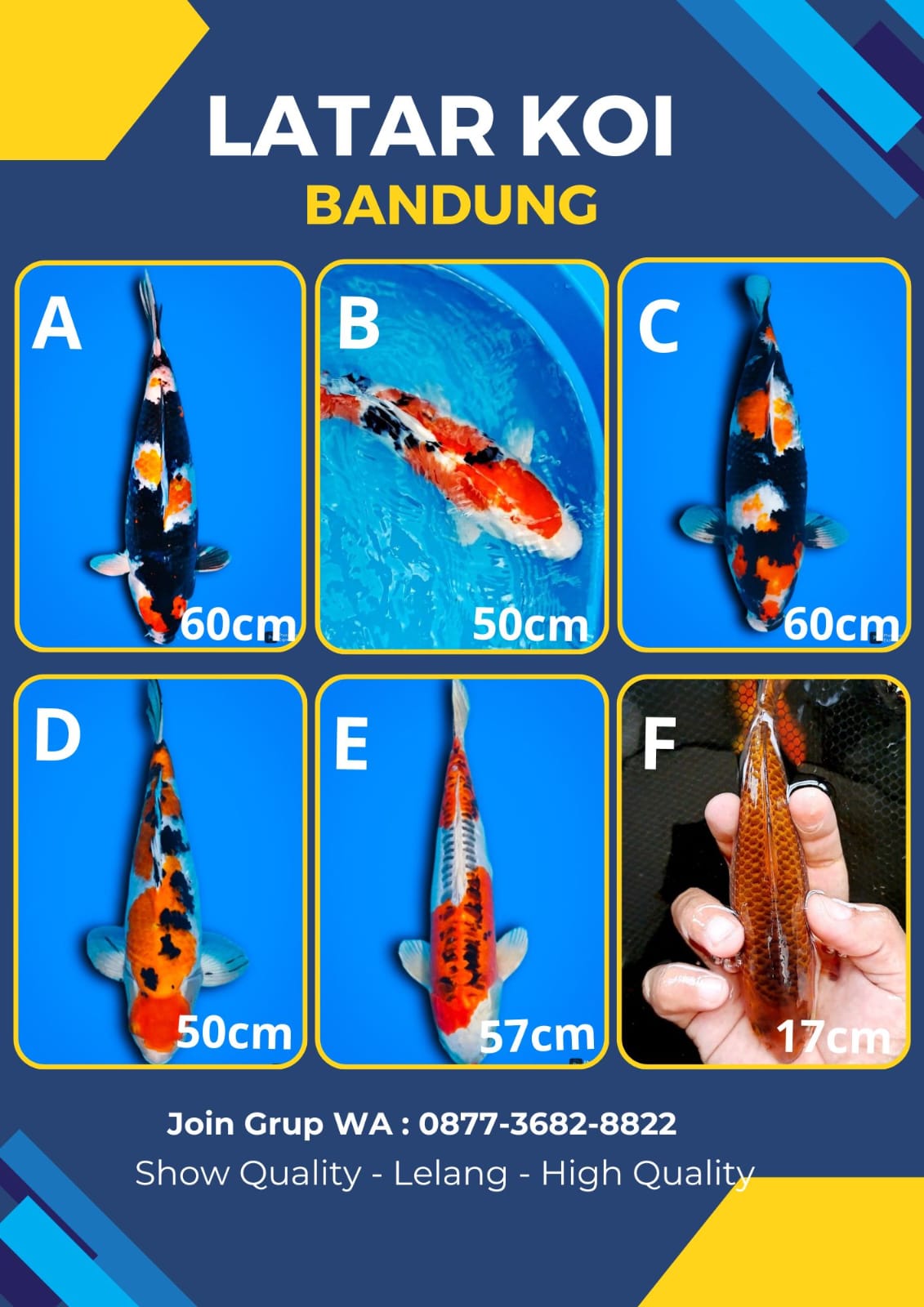 Lelang Koi Online, Jual Beli Ikan Koi, Pasar Koi Terbaik, Agen Lelang Koi, Penawaran Koi Berkualitas, Harga Jual Koi, Lelang Ikan Koi Import, Beli Koi Online, Jual Koi Murah, Koi Showroom, Penjual Koi Terpercaya, Lelang Koi Jakarta, Jual Koi Lokal, Koi Kualitas Unggul, Harga Terbaik Koi, Jual Koi Indukan, Lelang Ikan Hias Koi, Pasar Koi Indonesia, Beli Koi Berkualitas Tinggi, Koi Farm Terbesar, Jual Beli Koi Impor, Lelang Ikan Koi Kualitas Premium, Daftar Harga Koi Terbaru, Pusat Jual Beli Koi, Info Lelang Koi Hari Ini.