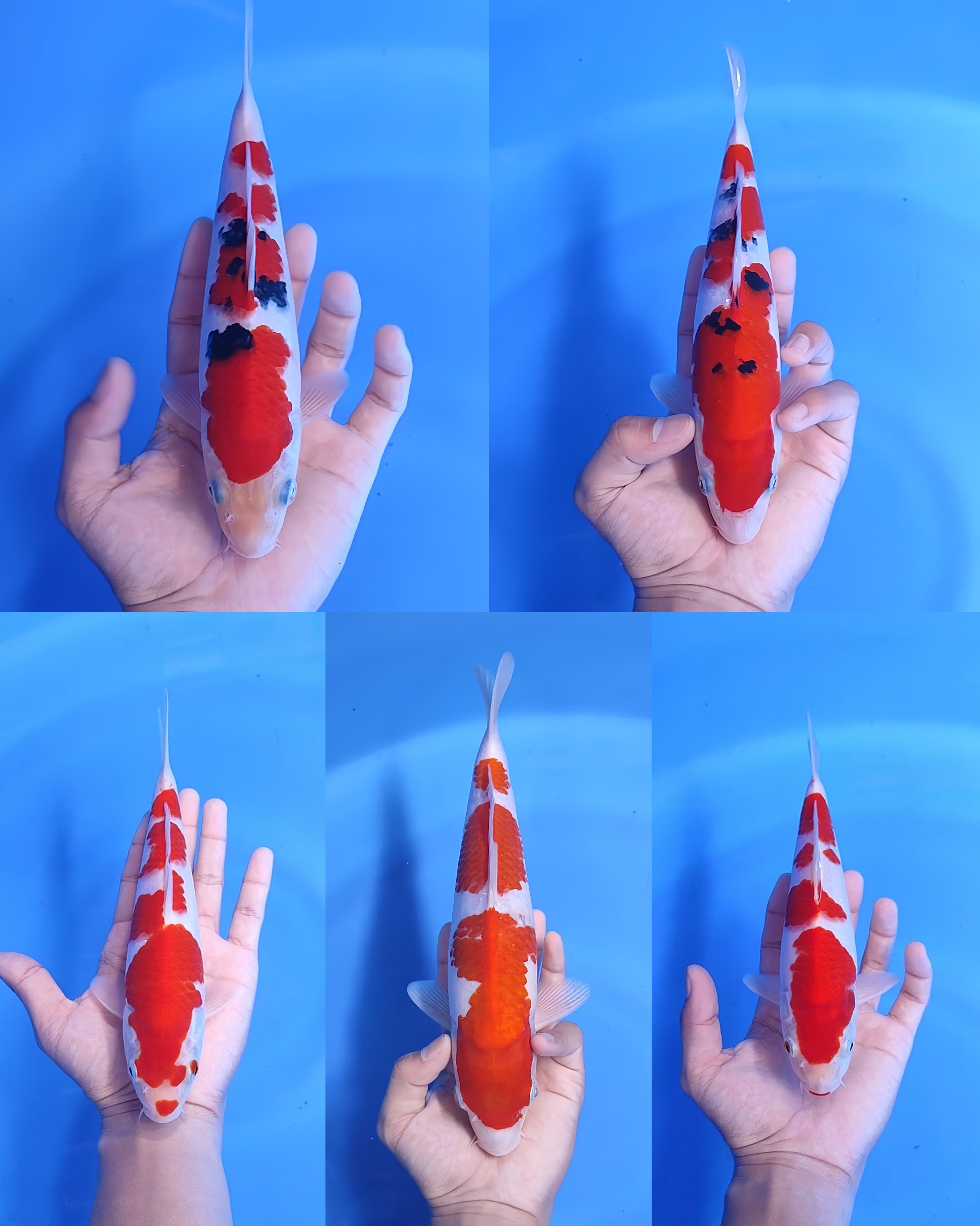 Lelang Koi Online, Jual Beli Ikan Koi, Pasar Koi Terbaik, Agen Lelang Koi, Penawaran Koi Berkualitas, Harga Jual Koi, Lelang Ikan Koi Import, Beli Koi Online, Jual Koi Murah, Koi Showroom, Penjual Koi Terpercaya, Lelang Koi Jakarta, Jual Koi Lokal, Koi Kualitas Unggul, Harga Terbaik Koi, Jual Koi Indukan, Lelang Ikan Hias Koi, Pasar Koi Indonesia, Beli Koi Berkualitas Tinggi, Koi Farm Terbesar, Jual Beli Koi Impor, Lelang Ikan Koi Kualitas Premium, Daftar Harga Koi Terbaru, Pusat Jual Beli Koi, Info Lelang Koi Hari Ini.