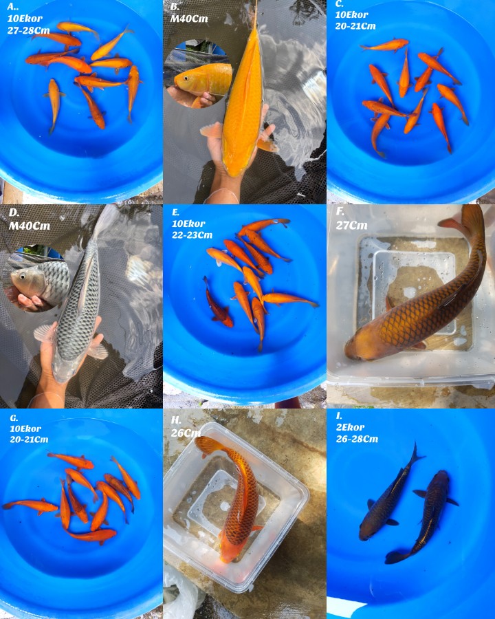 Lelang Koi Online, Jual Beli Ikan Koi, Pasar Koi Terbaik, Agen Lelang Koi, Penawaran Koi Berkualitas, Harga Jual Koi, Lelang Ikan Koi Import, Beli Koi Online, Jual Koi Murah, Koi Showroom, Penjual Koi Terpercaya, Lelang Koi Jakarta, Jual Koi Lokal, Koi Kualitas Unggul, Harga Terbaik Koi, Jual Koi Indukan, Lelang Ikan Hias Koi, Pasar Koi Indonesia, Beli Koi Berkualitas Tinggi, Koi Farm Terbesar, Jual Beli Koi Impor, Lelang Ikan Koi Kualitas Premium, Daftar Harga Koi Terbaru, Pusat Jual Beli Koi, Info Lelang Koi Hari Ini.