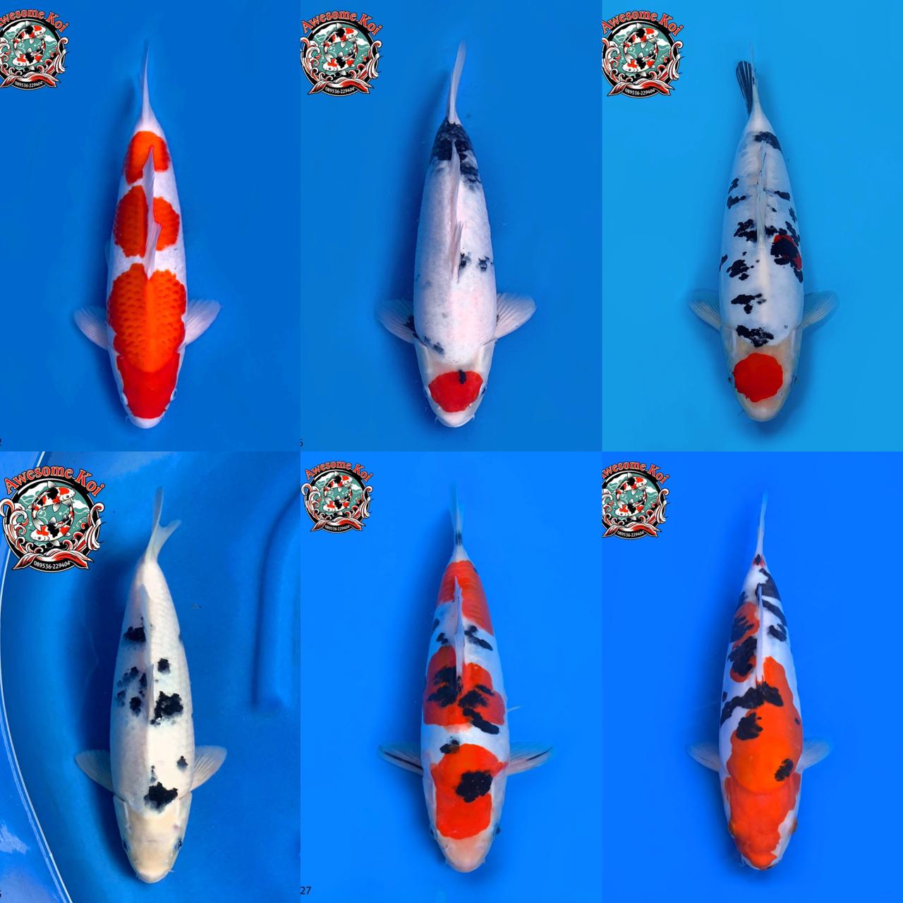 Lelang Koi Online, Jual Beli Ikan Koi, Pasar Koi Terbaik, Agen Lelang Koi, Penawaran Koi Berkualitas, Harga Jual Koi, Lelang Ikan Koi Import, Beli Koi Online, Jual Koi Murah, Koi Showroom, Penjual Koi Terpercaya, Lelang Koi Jakarta, Jual Koi Lokal, Koi Kualitas Unggul, Harga Terbaik Koi, Jual Koi Indukan, Lelang Ikan Hias Koi, Pasar Koi Indonesia, Beli Koi Berkualitas Tinggi, Koi Farm Terbesar, Jual Beli Koi Impor, Lelang Ikan Koi Kualitas Premium, Daftar Harga Koi Terbaru, Pusat Jual Beli Koi, Info Lelang Koi Hari Ini.