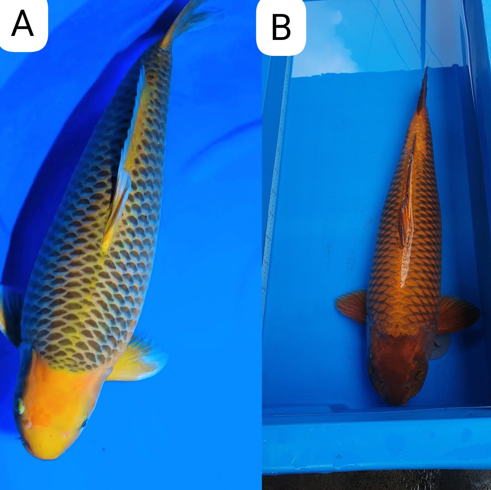 Lelang Koi Online, Jual Beli Ikan Koi, Pasar Koi Terbaik, Agen Lelang Koi, Penawaran Koi Berkualitas, Harga Jual Koi, Lelang Ikan Koi Import, Beli Koi Online, Jual Koi Murah, Koi Showroom, Penjual Koi Terpercaya, Lelang Koi Jakarta, Jual Koi Lokal, Koi Kualitas Unggul, Harga Terbaik Koi, Jual Koi Indukan, Lelang Ikan Hias Koi, Pasar Koi Indonesia, Beli Koi Berkualitas Tinggi, Koi Farm Terbesar, Jual Beli Koi Impor, Lelang Ikan Koi Kualitas Premium, Daftar Harga Koi Terbaru, Pusat Jual Beli Koi, Info Lelang Koi Hari Ini.