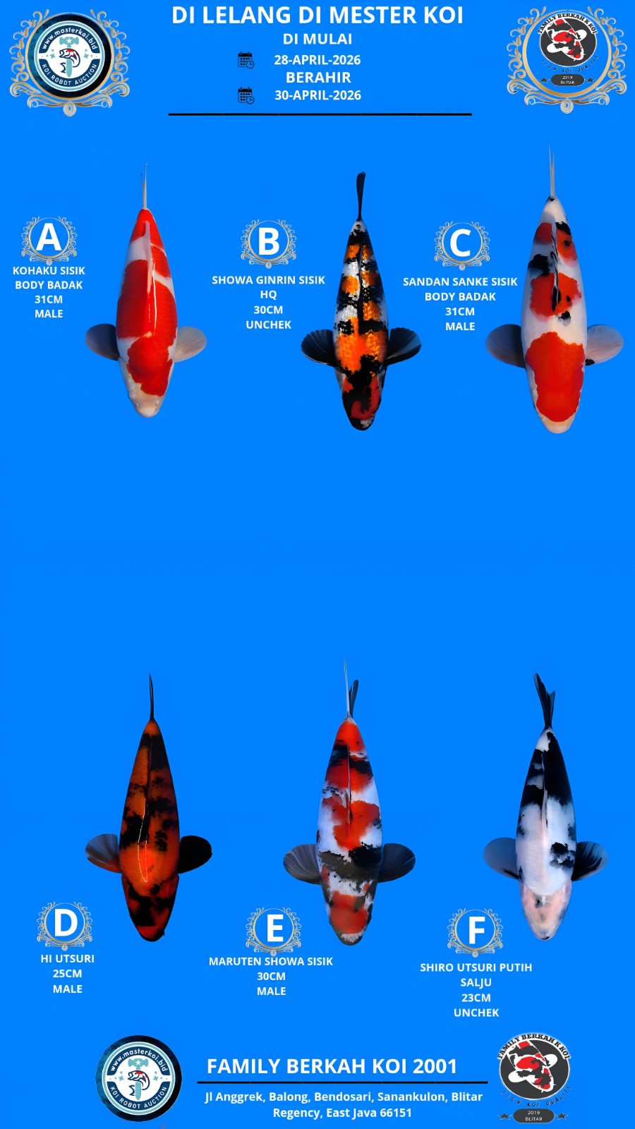 Lelang Koi Online, Jual Beli Ikan Koi, Pasar Koi Terbaik, Agen Lelang Koi, Penawaran Koi Berkualitas, Harga Jual Koi, Lelang Ikan Koi Import, Beli Koi Online, Jual Koi Murah, Koi Showroom, Penjual Koi Terpercaya, Lelang Koi Jakarta, Jual Koi Lokal, Koi Kualitas Unggul, Harga Terbaik Koi, Jual Koi Indukan, Lelang Ikan Hias Koi, Pasar Koi Indonesia, Beli Koi Berkualitas Tinggi, Koi Farm Terbesar, Jual Beli Koi Impor, Lelang Ikan Koi Kualitas Premium, Daftar Harga Koi Terbaru, Pusat Jual Beli Koi, Info Lelang Koi Hari Ini.