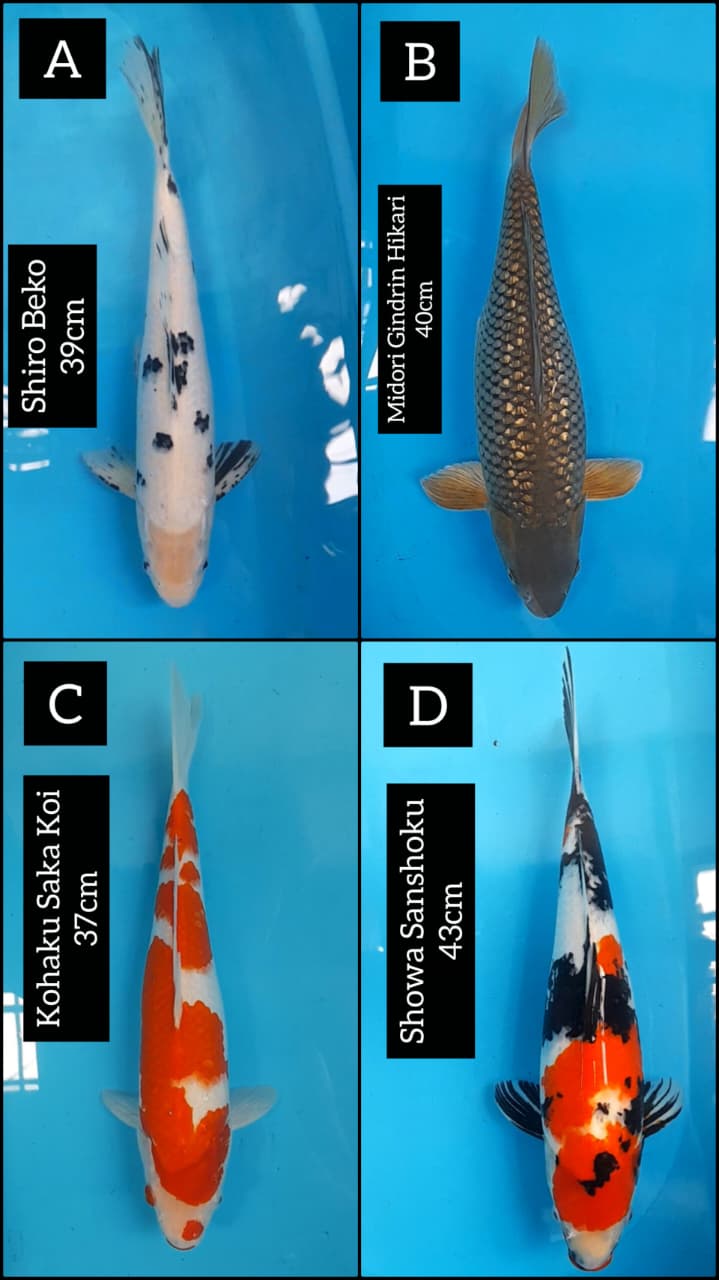 Lelang Koi Online, Jual Beli Ikan Koi, Pasar Koi Terbaik, Agen Lelang Koi, Penawaran Koi Berkualitas, Harga Jual Koi, Lelang Ikan Koi Import, Beli Koi Online, Jual Koi Murah, Koi Showroom, Penjual Koi Terpercaya, Lelang Koi Jakarta, Jual Koi Lokal, Koi Kualitas Unggul, Harga Terbaik Koi, Jual Koi Indukan, Lelang Ikan Hias Koi, Pasar Koi Indonesia, Beli Koi Berkualitas Tinggi, Koi Farm Terbesar, Jual Beli Koi Impor, Lelang Ikan Koi Kualitas Premium, Daftar Harga Koi Terbaru, Pusat Jual Beli Koi, Info Lelang Koi Hari Ini.