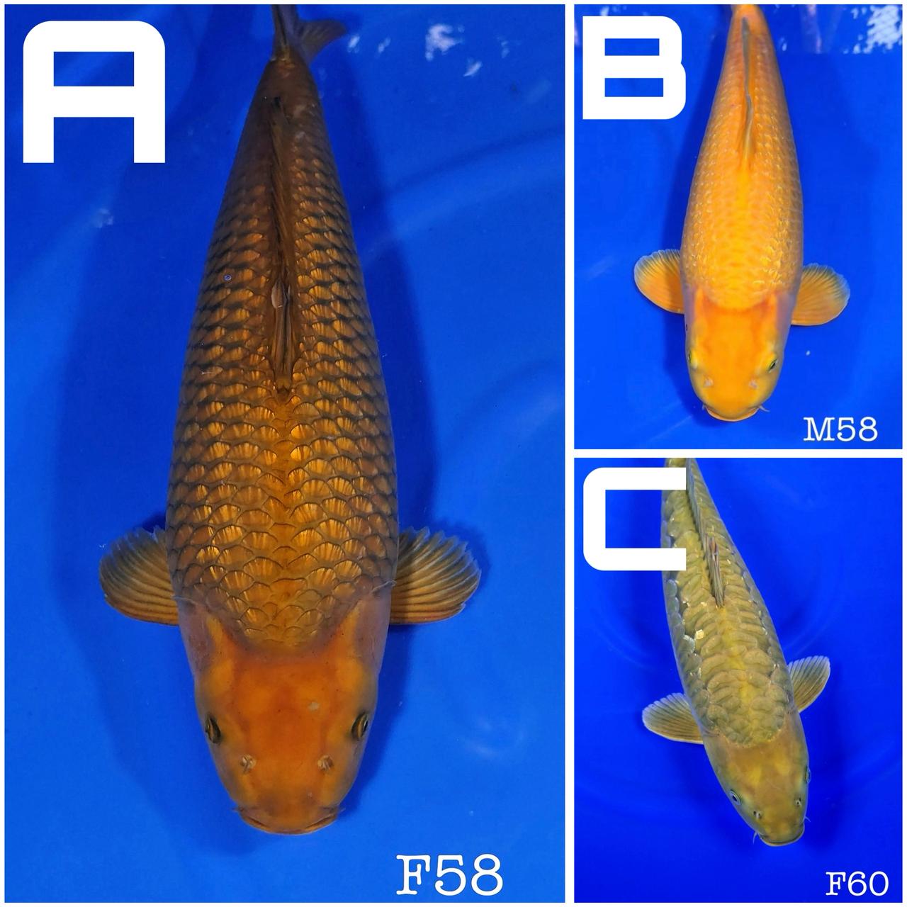 Lelang Koi Online, Jual Beli Ikan Koi, Pasar Koi Terbaik, Agen Lelang Koi, Penawaran Koi Berkualitas, Harga Jual Koi, Lelang Ikan Koi Import, Beli Koi Online, Jual Koi Murah, Koi Showroom, Penjual Koi Terpercaya, Lelang Koi Jakarta, Jual Koi Lokal, Koi Kualitas Unggul, Harga Terbaik Koi, Jual Koi Indukan, Lelang Ikan Hias Koi, Pasar Koi Indonesia, Beli Koi Berkualitas Tinggi, Koi Farm Terbesar, Jual Beli Koi Impor, Lelang Ikan Koi Kualitas Premium, Daftar Harga Koi Terbaru, Pusat Jual Beli Koi, Info Lelang Koi Hari Ini.