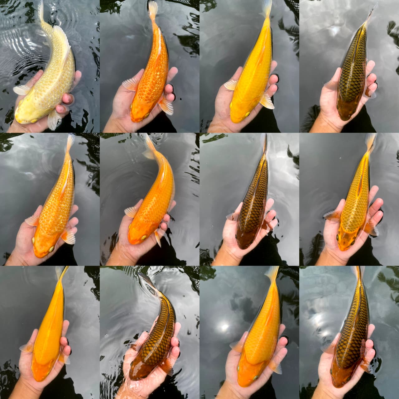 Lelang Koi Online, Jual Beli Ikan Koi, Pasar Koi Terbaik, Agen Lelang Koi, Penawaran Koi Berkualitas, Harga Jual Koi, Lelang Ikan Koi Import, Beli Koi Online, Jual Koi Murah, Koi Showroom, Penjual Koi Terpercaya, Lelang Koi Jakarta, Jual Koi Lokal, Koi Kualitas Unggul, Harga Terbaik Koi, Jual Koi Indukan, Lelang Ikan Hias Koi, Pasar Koi Indonesia, Beli Koi Berkualitas Tinggi, Koi Farm Terbesar, Jual Beli Koi Impor, Lelang Ikan Koi Kualitas Premium, Daftar Harga Koi Terbaru, Pusat Jual Beli Koi, Info Lelang Koi Hari Ini.