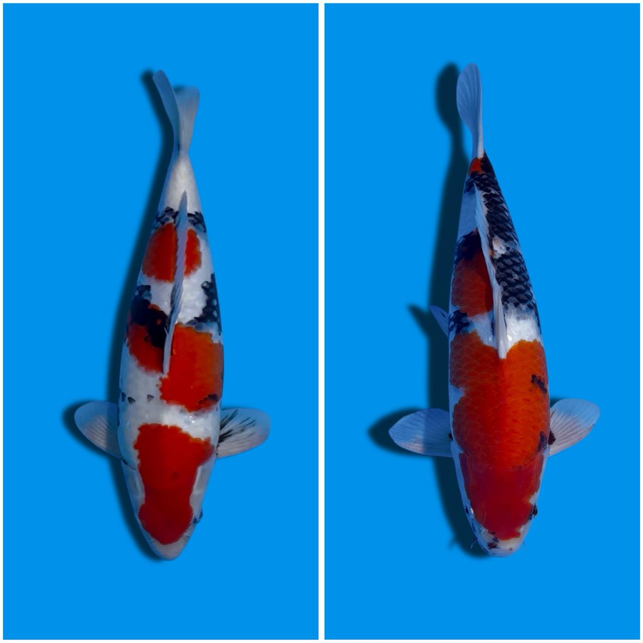 Lelang Koi Online, Jual Beli Ikan Koi, Pasar Koi Terbaik, Agen Lelang Koi, Penawaran Koi Berkualitas, Harga Jual Koi, Lelang Ikan Koi Import, Beli Koi Online, Jual Koi Murah, Koi Showroom, Penjual Koi Terpercaya, Lelang Koi Jakarta, Jual Koi Lokal, Koi Kualitas Unggul, Harga Terbaik Koi, Jual Koi Indukan, Lelang Ikan Hias Koi, Pasar Koi Indonesia, Beli Koi Berkualitas Tinggi, Koi Farm Terbesar, Jual Beli Koi Impor, Lelang Ikan Koi Kualitas Premium, Daftar Harga Koi Terbaru, Pusat Jual Beli Koi, Info Lelang Koi Hari Ini.