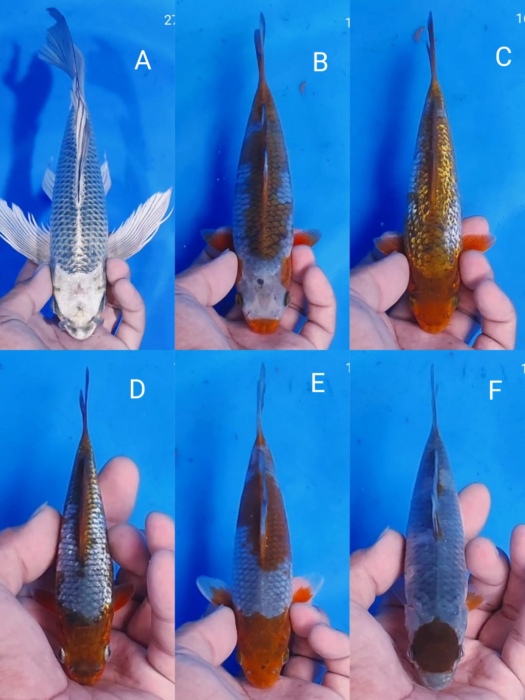 Lelang Koi Online, Jual Beli Ikan Koi, Pasar Koi Terbaik, Agen Lelang Koi, Penawaran Koi Berkualitas, Harga Jual Koi, Lelang Ikan Koi Import, Beli Koi Online, Jual Koi Murah, Koi Showroom, Penjual Koi Terpercaya, Lelang Koi Jakarta, Jual Koi Lokal, Koi Kualitas Unggul, Harga Terbaik Koi, Jual Koi Indukan, Lelang Ikan Hias Koi, Pasar Koi Indonesia, Beli Koi Berkualitas Tinggi, Koi Farm Terbesar, Jual Beli Koi Impor, Lelang Ikan Koi Kualitas Premium, Daftar Harga Koi Terbaru, Pusat Jual Beli Koi, Info Lelang Koi Hari Ini.