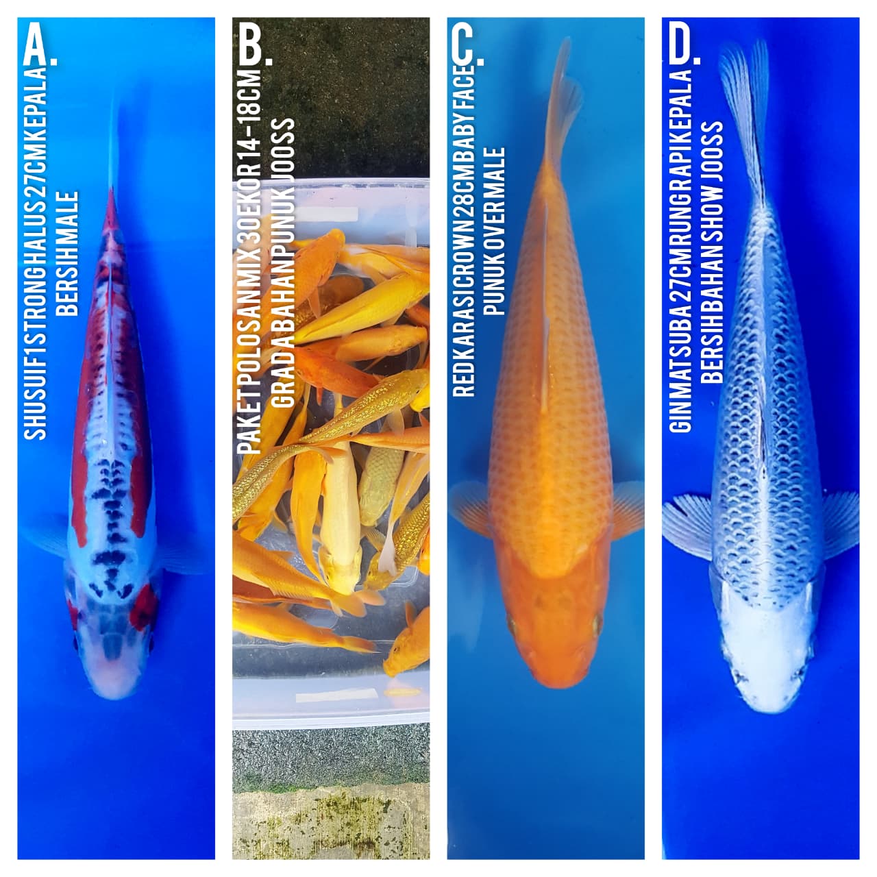 Lelang Koi Online, Jual Beli Ikan Koi, Pasar Koi Terbaik, Agen Lelang Koi, Penawaran Koi Berkualitas, Harga Jual Koi, Lelang Ikan Koi Import, Beli Koi Online, Jual Koi Murah, Koi Showroom, Penjual Koi Terpercaya, Lelang Koi Jakarta, Jual Koi Lokal, Koi Kualitas Unggul, Harga Terbaik Koi, Jual Koi Indukan, Lelang Ikan Hias Koi, Pasar Koi Indonesia, Beli Koi Berkualitas Tinggi, Koi Farm Terbesar, Jual Beli Koi Impor, Lelang Ikan Koi Kualitas Premium, Daftar Harga Koi Terbaru, Pusat Jual Beli Koi, Info Lelang Koi Hari Ini.