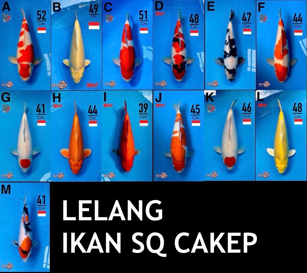 Lelang Koi Online, Jual Beli Ikan Koi, Pasar Koi Terbaik, Agen Lelang Koi, Penawaran Koi Berkualitas, Harga Jual Koi, Lelang Ikan Koi Import, Beli Koi Online, Jual Koi Murah, Koi Showroom, Penjual Koi Terpercaya, Lelang Koi Jakarta, Jual Koi Lokal, Koi Kualitas Unggul, Harga Terbaik Koi, Jual Koi Indukan, Lelang Ikan Hias Koi, Pasar Koi Indonesia, Beli Koi Berkualitas Tinggi, Koi Farm Terbesar, Jual Beli Koi Impor, Lelang Ikan Koi Kualitas Premium, Daftar Harga Koi Terbaru, Pusat Jual Beli Koi, Info Lelang Koi Hari Ini.