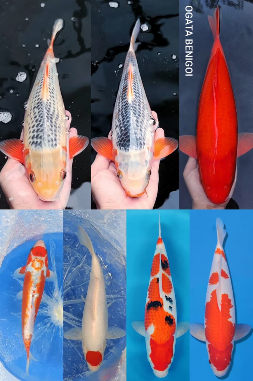 Lelang Koi Online, Jual Beli Ikan Koi, Pasar Koi Terbaik, Agen Lelang Koi, Penawaran Koi Berkualitas, Harga Jual Koi, Lelang Ikan Koi Import, Beli Koi Online, Jual Koi Murah, Koi Showroom, Penjual Koi Terpercaya, Lelang Koi Jakarta, Jual Koi Lokal, Koi Kualitas Unggul, Harga Terbaik Koi, Jual Koi Indukan, Lelang Ikan Hias Koi, Pasar Koi Indonesia, Beli Koi Berkualitas Tinggi, Koi Farm Terbesar, Jual Beli Koi Impor, Lelang Ikan Koi Kualitas Premium, Daftar Harga Koi Terbaru, Pusat Jual Beli Koi, Info Lelang Koi Hari Ini.