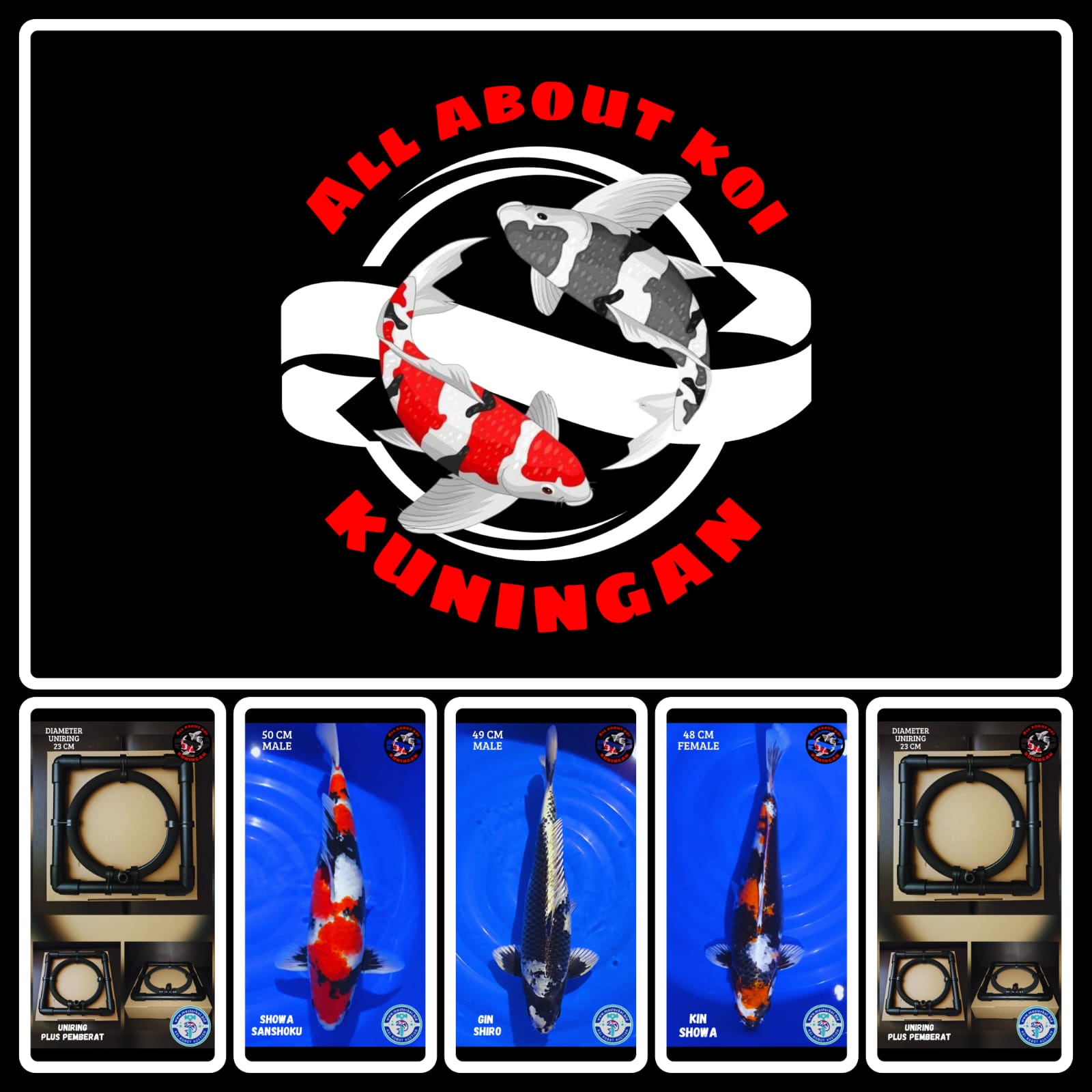 Lelang Koi Online, Jual Beli Ikan Koi, Pasar Koi Terbaik, Agen Lelang Koi, Penawaran Koi Berkualitas, Harga Jual Koi, Lelang Ikan Koi Import, Beli Koi Online, Jual Koi Murah, Koi Showroom, Penjual Koi Terpercaya, Lelang Koi Jakarta, Jual Koi Lokal, Koi Kualitas Unggul, Harga Terbaik Koi, Jual Koi Indukan, Lelang Ikan Hias Koi, Pasar Koi Indonesia, Beli Koi Berkualitas Tinggi, Koi Farm Terbesar, Jual Beli Koi Impor, Lelang Ikan Koi Kualitas Premium, Daftar Harga Koi Terbaru, Pusat Jual Beli Koi, Info Lelang Koi Hari Ini.