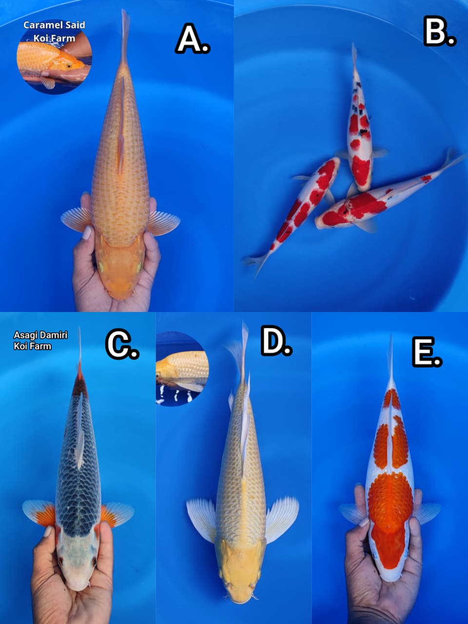 Lelang Koi Online, Jual Beli Ikan Koi, Pasar Koi Terbaik, Agen Lelang Koi, Penawaran Koi Berkualitas, Harga Jual Koi, Lelang Ikan Koi Import, Beli Koi Online, Jual Koi Murah, Koi Showroom, Penjual Koi Terpercaya, Lelang Koi Jakarta, Jual Koi Lokal, Koi Kualitas Unggul, Harga Terbaik Koi, Jual Koi Indukan, Lelang Ikan Hias Koi, Pasar Koi Indonesia, Beli Koi Berkualitas Tinggi, Koi Farm Terbesar, Jual Beli Koi Impor, Lelang Ikan Koi Kualitas Premium, Daftar Harga Koi Terbaru, Pusat Jual Beli Koi, Info Lelang Koi Hari Ini.