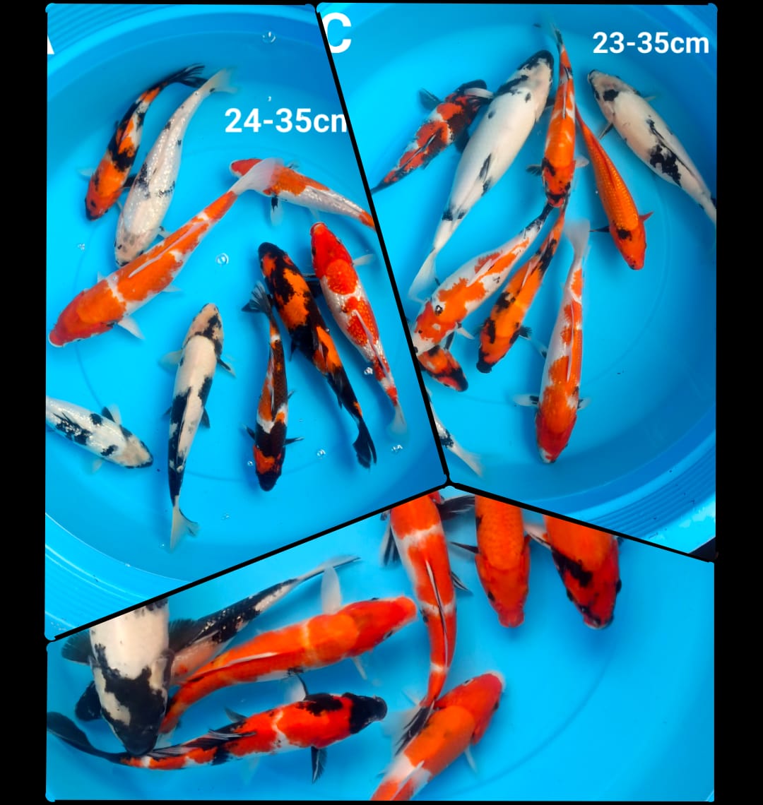 Lelang Koi Online, Jual Beli Ikan Koi, Pasar Koi Terbaik, Agen Lelang Koi, Penawaran Koi Berkualitas, Harga Jual Koi, Lelang Ikan Koi Import, Beli Koi Online, Jual Koi Murah, Koi Showroom, Penjual Koi Terpercaya, Lelang Koi Jakarta, Jual Koi Lokal, Koi Kualitas Unggul, Harga Terbaik Koi, Jual Koi Indukan, Lelang Ikan Hias Koi, Pasar Koi Indonesia, Beli Koi Berkualitas Tinggi, Koi Farm Terbesar, Jual Beli Koi Impor, Lelang Ikan Koi Kualitas Premium, Daftar Harga Koi Terbaru, Pusat Jual Beli Koi, Info Lelang Koi Hari Ini.