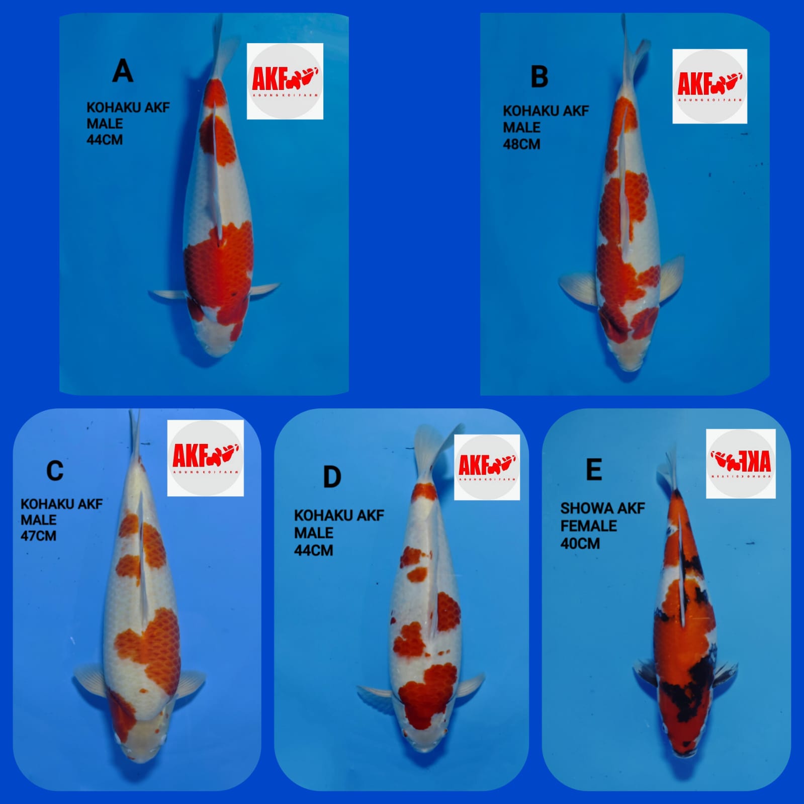 Lelang Koi Online, Jual Beli Ikan Koi, Pasar Koi Terbaik, Agen Lelang Koi, Penawaran Koi Berkualitas, Harga Jual Koi, Lelang Ikan Koi Import, Beli Koi Online, Jual Koi Murah, Koi Showroom, Penjual Koi Terpercaya, Lelang Koi Jakarta, Jual Koi Lokal, Koi Kualitas Unggul, Harga Terbaik Koi, Jual Koi Indukan, Lelang Ikan Hias Koi, Pasar Koi Indonesia, Beli Koi Berkualitas Tinggi, Koi Farm Terbesar, Jual Beli Koi Impor, Lelang Ikan Koi Kualitas Premium, Daftar Harga Koi Terbaru, Pusat Jual Beli Koi, Info Lelang Koi Hari Ini.