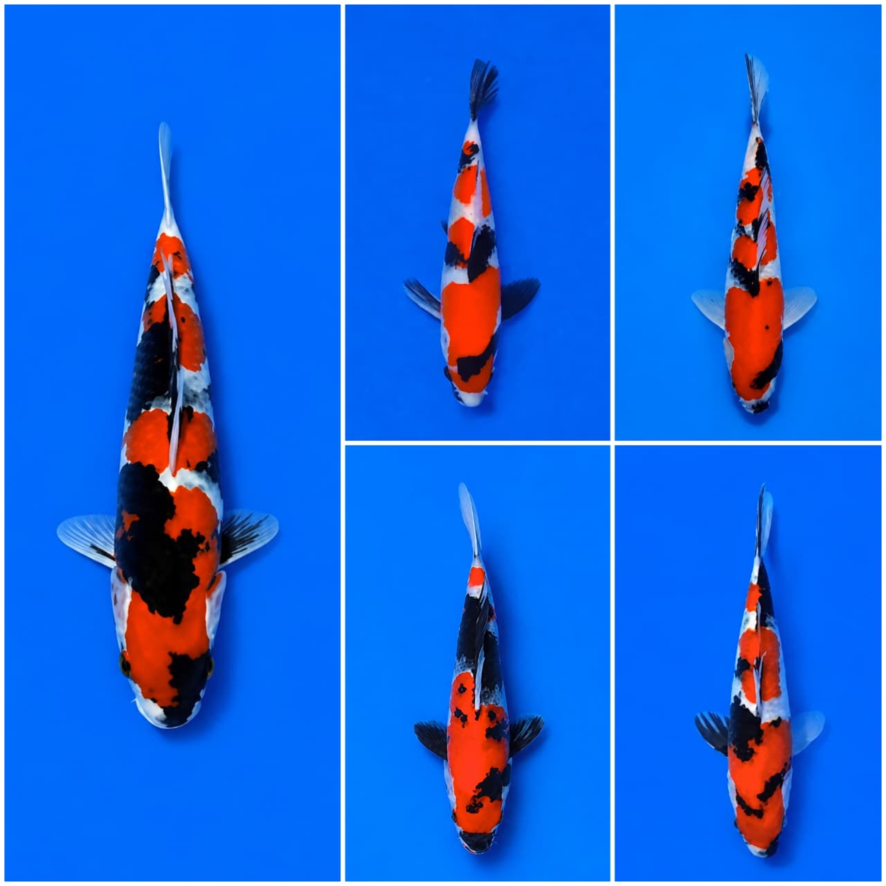 Lelang Koi Online, Jual Beli Ikan Koi, Pasar Koi Terbaik, Agen Lelang Koi, Penawaran Koi Berkualitas, Harga Jual Koi, Lelang Ikan Koi Import, Beli Koi Online, Jual Koi Murah, Koi Showroom, Penjual Koi Terpercaya, Lelang Koi Jakarta, Jual Koi Lokal, Koi Kualitas Unggul, Harga Terbaik Koi, Jual Koi Indukan, Lelang Ikan Hias Koi, Pasar Koi Indonesia, Beli Koi Berkualitas Tinggi, Koi Farm Terbesar, Jual Beli Koi Impor, Lelang Ikan Koi Kualitas Premium, Daftar Harga Koi Terbaru, Pusat Jual Beli Koi, Info Lelang Koi Hari Ini.