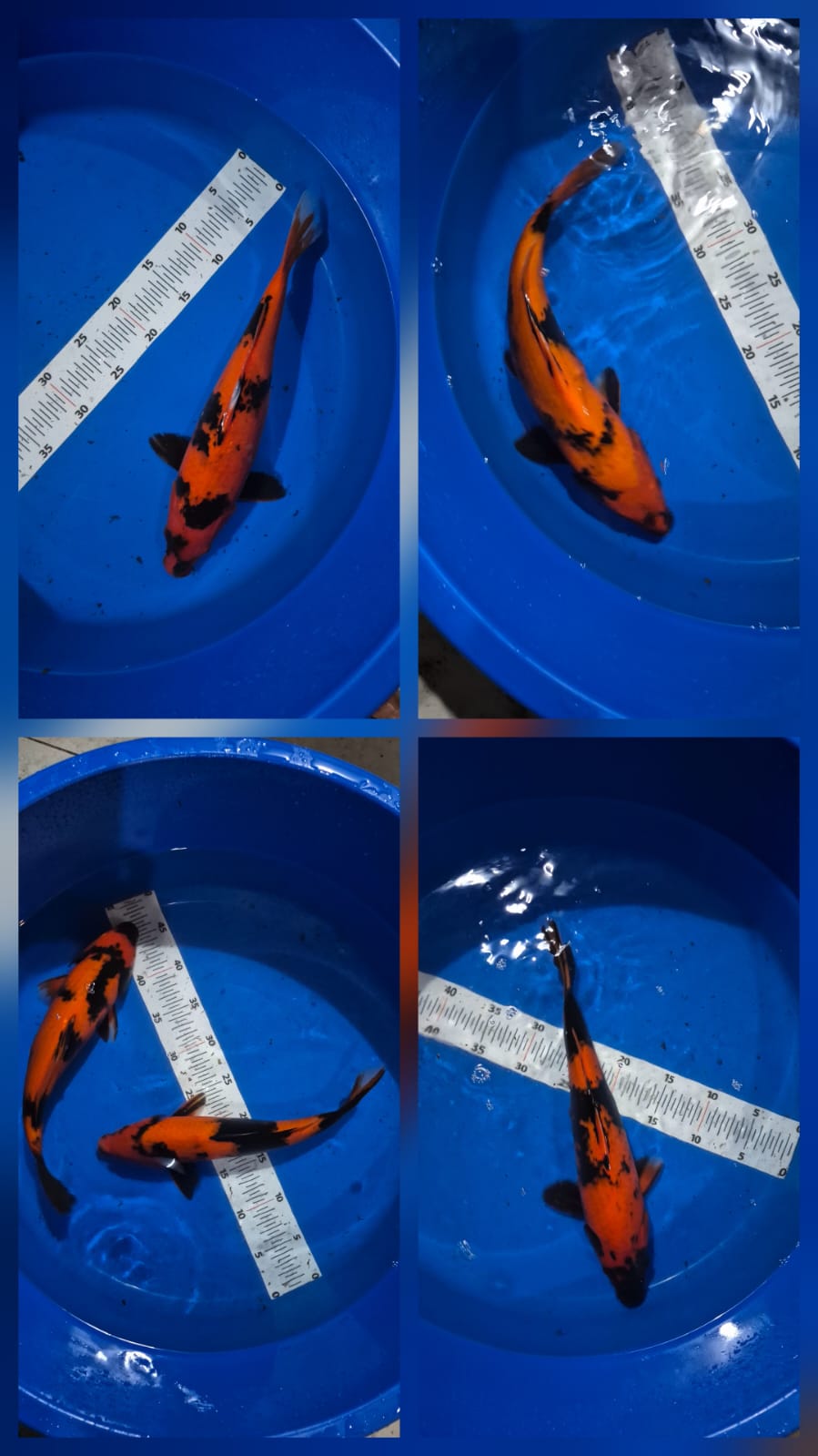 Lelang Koi Online, Jual Beli Ikan Koi, Pasar Koi Terbaik, Agen Lelang Koi, Penawaran Koi Berkualitas, Harga Jual Koi, Lelang Ikan Koi Import, Beli Koi Online, Jual Koi Murah, Koi Showroom, Penjual Koi Terpercaya, Lelang Koi Jakarta, Jual Koi Lokal, Koi Kualitas Unggul, Harga Terbaik Koi, Jual Koi Indukan, Lelang Ikan Hias Koi, Pasar Koi Indonesia, Beli Koi Berkualitas Tinggi, Koi Farm Terbesar, Jual Beli Koi Impor, Lelang Ikan Koi Kualitas Premium, Daftar Harga Koi Terbaru, Pusat Jual Beli Koi, Info Lelang Koi Hari Ini.