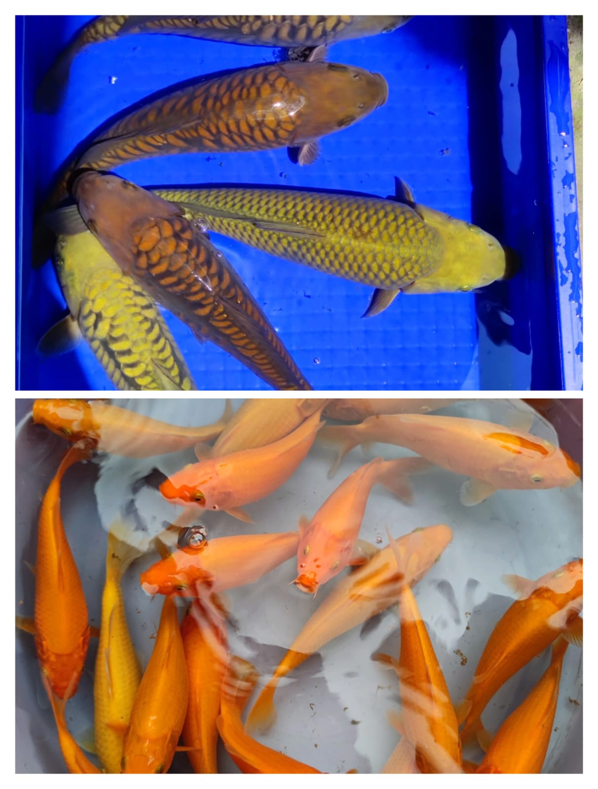 Lelang Koi Online, Jual Beli Ikan Koi, Pasar Koi Terbaik, Agen Lelang Koi, Penawaran Koi Berkualitas, Harga Jual Koi, Lelang Ikan Koi Import, Beli Koi Online, Jual Koi Murah, Koi Showroom, Penjual Koi Terpercaya, Lelang Koi Jakarta, Jual Koi Lokal, Koi Kualitas Unggul, Harga Terbaik Koi, Jual Koi Indukan, Lelang Ikan Hias Koi, Pasar Koi Indonesia, Beli Koi Berkualitas Tinggi, Koi Farm Terbesar, Jual Beli Koi Impor, Lelang Ikan Koi Kualitas Premium, Daftar Harga Koi Terbaru, Pusat Jual Beli Koi, Info Lelang Koi Hari Ini.