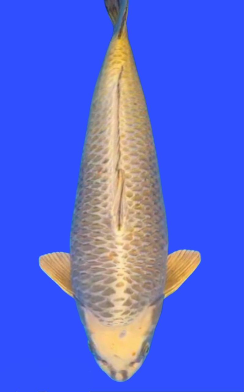 Lelang Koi Online, Jual Beli Ikan Koi, Pasar Koi Terbaik, Agen Lelang Koi, Penawaran Koi Berkualitas, Harga Jual Koi, Lelang Ikan Koi Import, Beli Koi Online, Jual Koi Murah, Koi Showroom, Penjual Koi Terpercaya, Lelang Koi Jakarta, Jual Koi Lokal, Koi Kualitas Unggul, Harga Terbaik Koi, Jual Koi Indukan, Lelang Ikan Hias Koi, Pasar Koi Indonesia, Beli Koi Berkualitas Tinggi, Koi Farm Terbesar, Jual Beli Koi Impor, Lelang Ikan Koi Kualitas Premium, Daftar Harga Koi Terbaru, Pusat Jual Beli Koi, Info Lelang Koi Hari Ini.