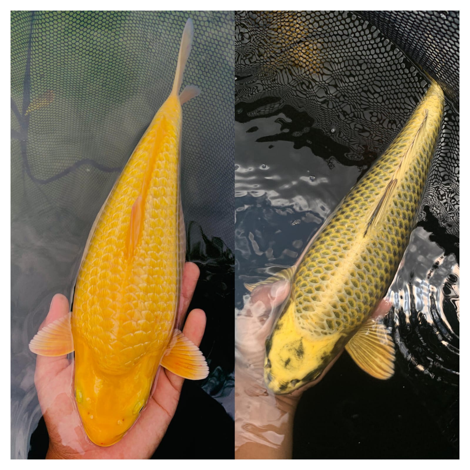 Lelang Koi Online, Jual Beli Ikan Koi, Pasar Koi Terbaik, Agen Lelang Koi, Penawaran Koi Berkualitas, Harga Jual Koi, Lelang Ikan Koi Import, Beli Koi Online, Jual Koi Murah, Koi Showroom, Penjual Koi Terpercaya, Lelang Koi Jakarta, Jual Koi Lokal, Koi Kualitas Unggul, Harga Terbaik Koi, Jual Koi Indukan, Lelang Ikan Hias Koi, Pasar Koi Indonesia, Beli Koi Berkualitas Tinggi, Koi Farm Terbesar, Jual Beli Koi Impor, Lelang Ikan Koi Kualitas Premium, Daftar Harga Koi Terbaru, Pusat Jual Beli Koi, Info Lelang Koi Hari Ini.