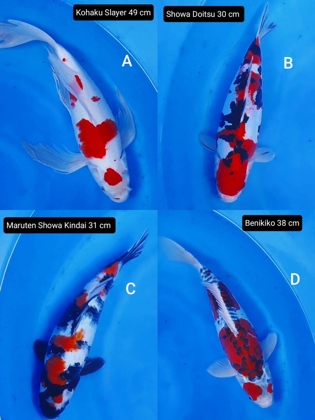 Lelang Koi Online, Jual Beli Ikan Koi, Pasar Koi Terbaik, Agen Lelang Koi, Penawaran Koi Berkualitas, Harga Jual Koi, Lelang Ikan Koi Import, Beli Koi Online, Jual Koi Murah, Koi Showroom, Penjual Koi Terpercaya, Lelang Koi Jakarta, Jual Koi Lokal, Koi Kualitas Unggul, Harga Terbaik Koi, Jual Koi Indukan, Lelang Ikan Hias Koi, Pasar Koi Indonesia, Beli Koi Berkualitas Tinggi, Koi Farm Terbesar, Jual Beli Koi Impor, Lelang Ikan Koi Kualitas Premium, Daftar Harga Koi Terbaru, Pusat Jual Beli Koi, Info Lelang Koi Hari Ini.