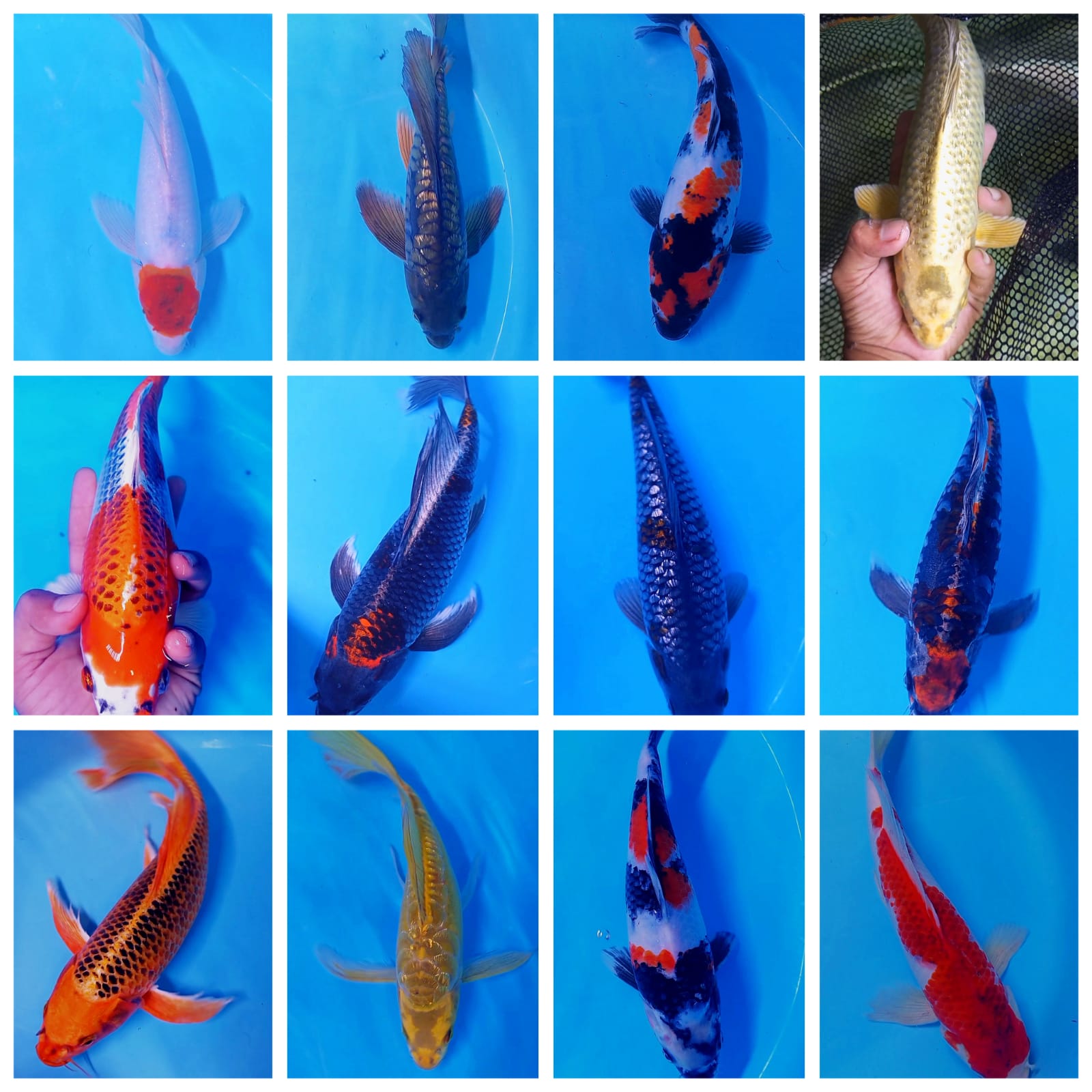 Lelang Koi Online, Jual Beli Ikan Koi, Pasar Koi Terbaik, Agen Lelang Koi, Penawaran Koi Berkualitas, Harga Jual Koi, Lelang Ikan Koi Import, Beli Koi Online, Jual Koi Murah, Koi Showroom, Penjual Koi Terpercaya, Lelang Koi Jakarta, Jual Koi Lokal, Koi Kualitas Unggul, Harga Terbaik Koi, Jual Koi Indukan, Lelang Ikan Hias Koi, Pasar Koi Indonesia, Beli Koi Berkualitas Tinggi, Koi Farm Terbesar, Jual Beli Koi Impor, Lelang Ikan Koi Kualitas Premium, Daftar Harga Koi Terbaru, Pusat Jual Beli Koi, Info Lelang Koi Hari Ini.
