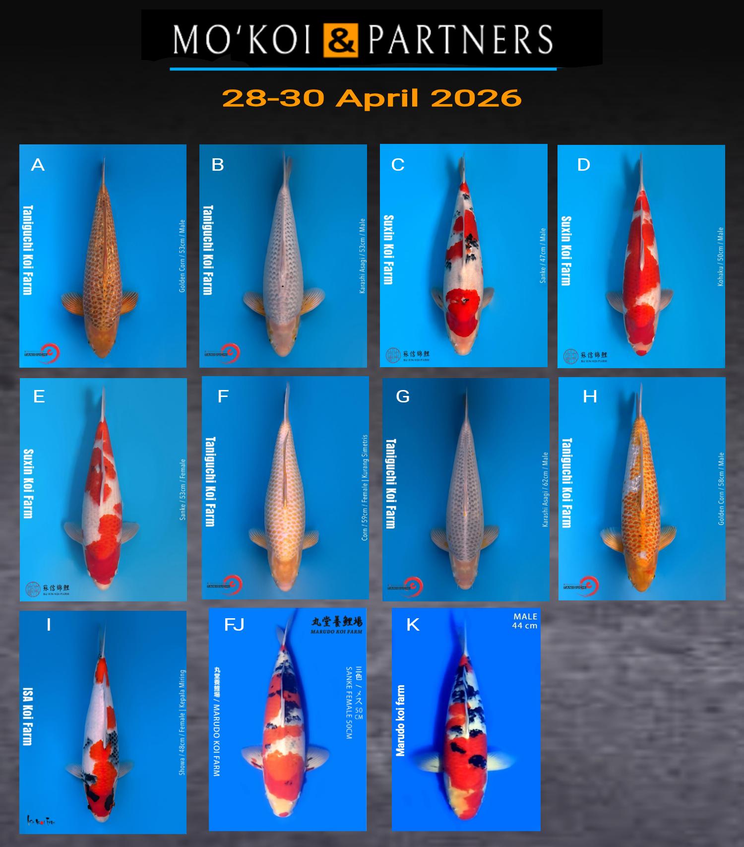 Lelang Koi Online, Jual Beli Ikan Koi, Pasar Koi Terbaik, Agen Lelang Koi, Penawaran Koi Berkualitas, Harga Jual Koi, Lelang Ikan Koi Import, Beli Koi Online, Jual Koi Murah, Koi Showroom, Penjual Koi Terpercaya, Lelang Koi Jakarta, Jual Koi Lokal, Koi Kualitas Unggul, Harga Terbaik Koi, Jual Koi Indukan, Lelang Ikan Hias Koi, Pasar Koi Indonesia, Beli Koi Berkualitas Tinggi, Koi Farm Terbesar, Jual Beli Koi Impor, Lelang Ikan Koi Kualitas Premium, Daftar Harga Koi Terbaru, Pusat Jual Beli Koi, Info Lelang Koi Hari Ini.