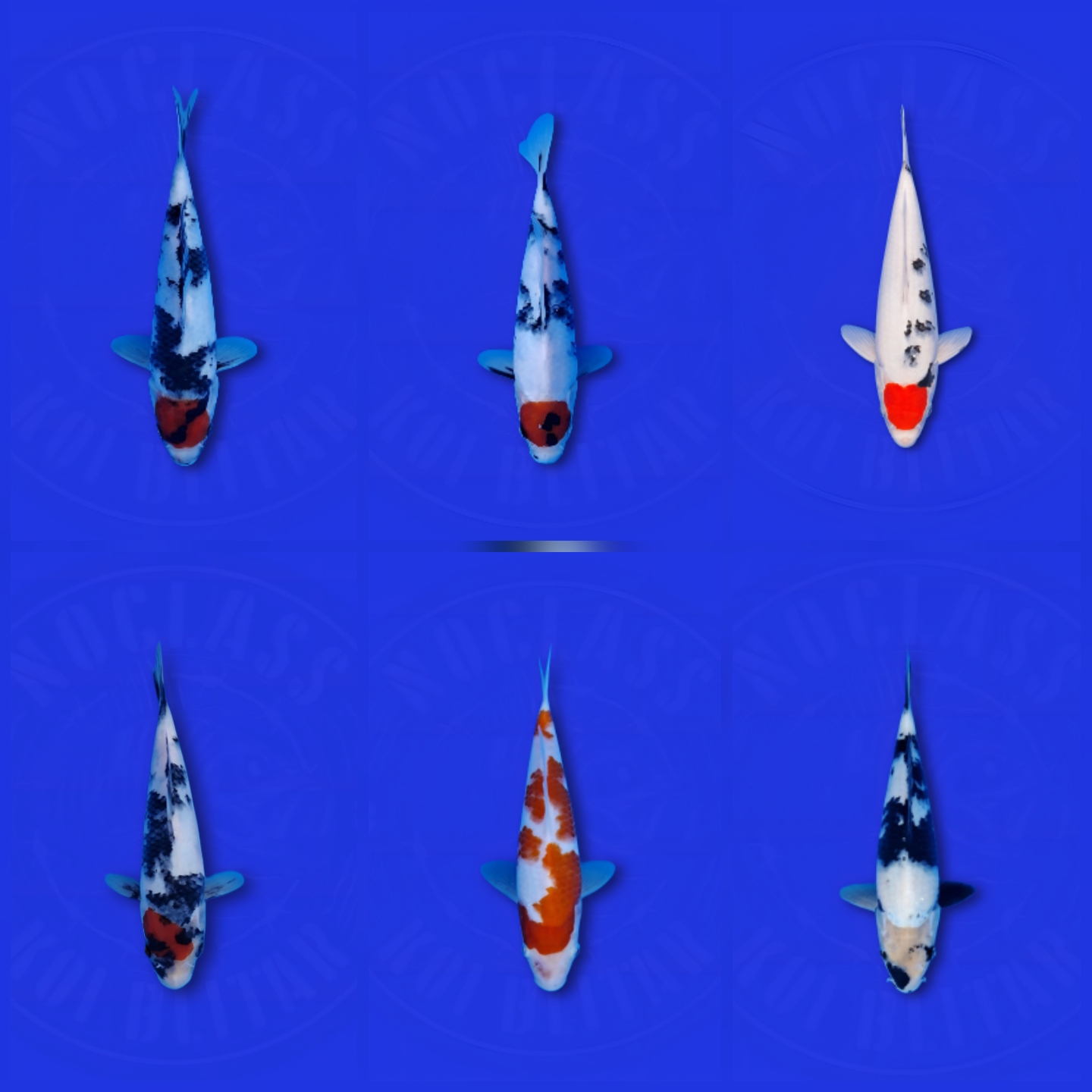 Lelang Koi Online, Jual Beli Ikan Koi, Pasar Koi Terbaik, Agen Lelang Koi, Penawaran Koi Berkualitas, Harga Jual Koi, Lelang Ikan Koi Import, Beli Koi Online, Jual Koi Murah, Koi Showroom, Penjual Koi Terpercaya, Lelang Koi Jakarta, Jual Koi Lokal, Koi Kualitas Unggul, Harga Terbaik Koi, Jual Koi Indukan, Lelang Ikan Hias Koi, Pasar Koi Indonesia, Beli Koi Berkualitas Tinggi, Koi Farm Terbesar, Jual Beli Koi Impor, Lelang Ikan Koi Kualitas Premium, Daftar Harga Koi Terbaru, Pusat Jual Beli Koi, Info Lelang Koi Hari Ini.