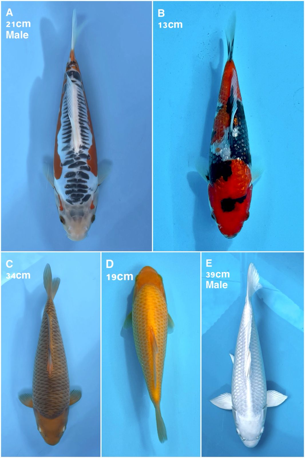 Lelang Koi Online, Jual Beli Ikan Koi, Pasar Koi Terbaik, Agen Lelang Koi, Penawaran Koi Berkualitas, Harga Jual Koi, Lelang Ikan Koi Import, Beli Koi Online, Jual Koi Murah, Koi Showroom, Penjual Koi Terpercaya, Lelang Koi Jakarta, Jual Koi Lokal, Koi Kualitas Unggul, Harga Terbaik Koi, Jual Koi Indukan, Lelang Ikan Hias Koi, Pasar Koi Indonesia, Beli Koi Berkualitas Tinggi, Koi Farm Terbesar, Jual Beli Koi Impor, Lelang Ikan Koi Kualitas Premium, Daftar Harga Koi Terbaru, Pusat Jual Beli Koi, Info Lelang Koi Hari Ini.