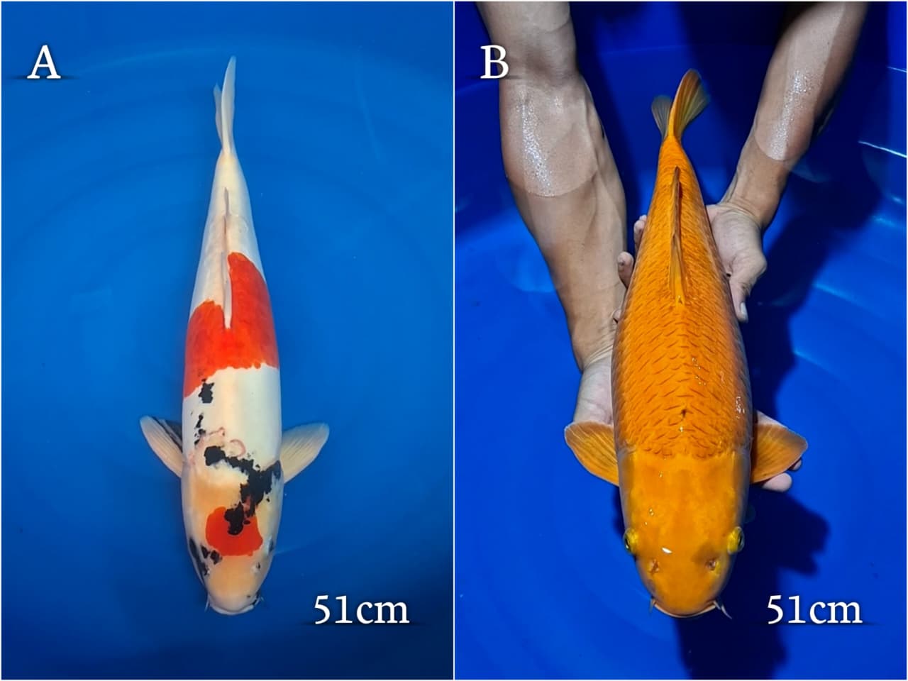 Lelang Koi Online, Jual Beli Ikan Koi, Pasar Koi Terbaik, Agen Lelang Koi, Penawaran Koi Berkualitas, Harga Jual Koi, Lelang Ikan Koi Import, Beli Koi Online, Jual Koi Murah, Koi Showroom, Penjual Koi Terpercaya, Lelang Koi Jakarta, Jual Koi Lokal, Koi Kualitas Unggul, Harga Terbaik Koi, Jual Koi Indukan, Lelang Ikan Hias Koi, Pasar Koi Indonesia, Beli Koi Berkualitas Tinggi, Koi Farm Terbesar, Jual Beli Koi Impor, Lelang Ikan Koi Kualitas Premium, Daftar Harga Koi Terbaru, Pusat Jual Beli Koi, Info Lelang Koi Hari Ini.