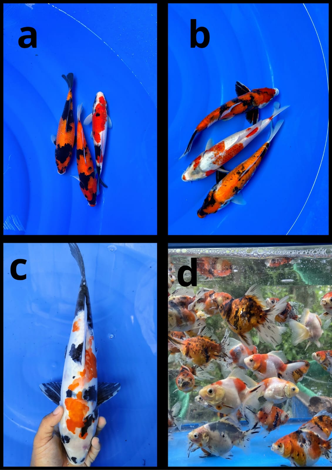 Lelang Koi Online, Jual Beli Ikan Koi, Pasar Koi Terbaik, Agen Lelang Koi, Penawaran Koi Berkualitas, Harga Jual Koi, Lelang Ikan Koi Import, Beli Koi Online, Jual Koi Murah, Koi Showroom, Penjual Koi Terpercaya, Lelang Koi Jakarta, Jual Koi Lokal, Koi Kualitas Unggul, Harga Terbaik Koi, Jual Koi Indukan, Lelang Ikan Hias Koi, Pasar Koi Indonesia, Beli Koi Berkualitas Tinggi, Koi Farm Terbesar, Jual Beli Koi Impor, Lelang Ikan Koi Kualitas Premium, Daftar Harga Koi Terbaru, Pusat Jual Beli Koi, Info Lelang Koi Hari Ini.