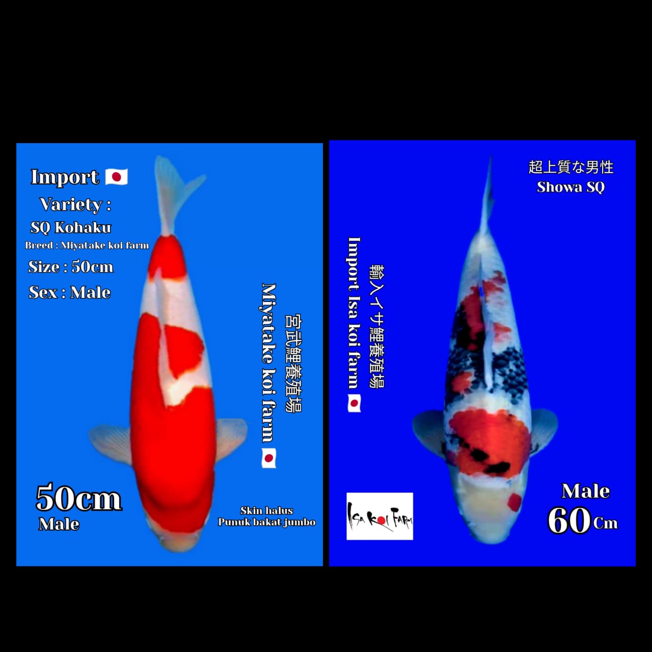 Lelang Koi Online, Jual Beli Ikan Koi, Pasar Koi Terbaik, Agen Lelang Koi, Penawaran Koi Berkualitas, Harga Jual Koi, Lelang Ikan Koi Import, Beli Koi Online, Jual Koi Murah, Koi Showroom, Penjual Koi Terpercaya, Lelang Koi Jakarta, Jual Koi Lokal, Koi Kualitas Unggul, Harga Terbaik Koi, Jual Koi Indukan, Lelang Ikan Hias Koi, Pasar Koi Indonesia, Beli Koi Berkualitas Tinggi, Koi Farm Terbesar, Jual Beli Koi Impor, Lelang Ikan Koi Kualitas Premium, Daftar Harga Koi Terbaru, Pusat Jual Beli Koi, Info Lelang Koi Hari Ini.