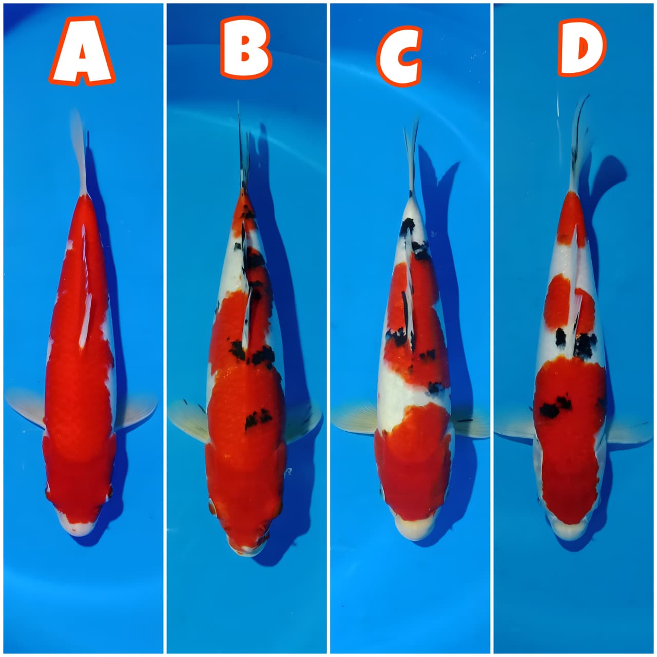 Lelang Koi Online, Jual Beli Ikan Koi, Pasar Koi Terbaik, Agen Lelang Koi, Penawaran Koi Berkualitas, Harga Jual Koi, Lelang Ikan Koi Import, Beli Koi Online, Jual Koi Murah, Koi Showroom, Penjual Koi Terpercaya, Lelang Koi Jakarta, Jual Koi Lokal, Koi Kualitas Unggul, Harga Terbaik Koi, Jual Koi Indukan, Lelang Ikan Hias Koi, Pasar Koi Indonesia, Beli Koi Berkualitas Tinggi, Koi Farm Terbesar, Jual Beli Koi Impor, Lelang Ikan Koi Kualitas Premium, Daftar Harga Koi Terbaru, Pusat Jual Beli Koi, Info Lelang Koi Hari Ini.