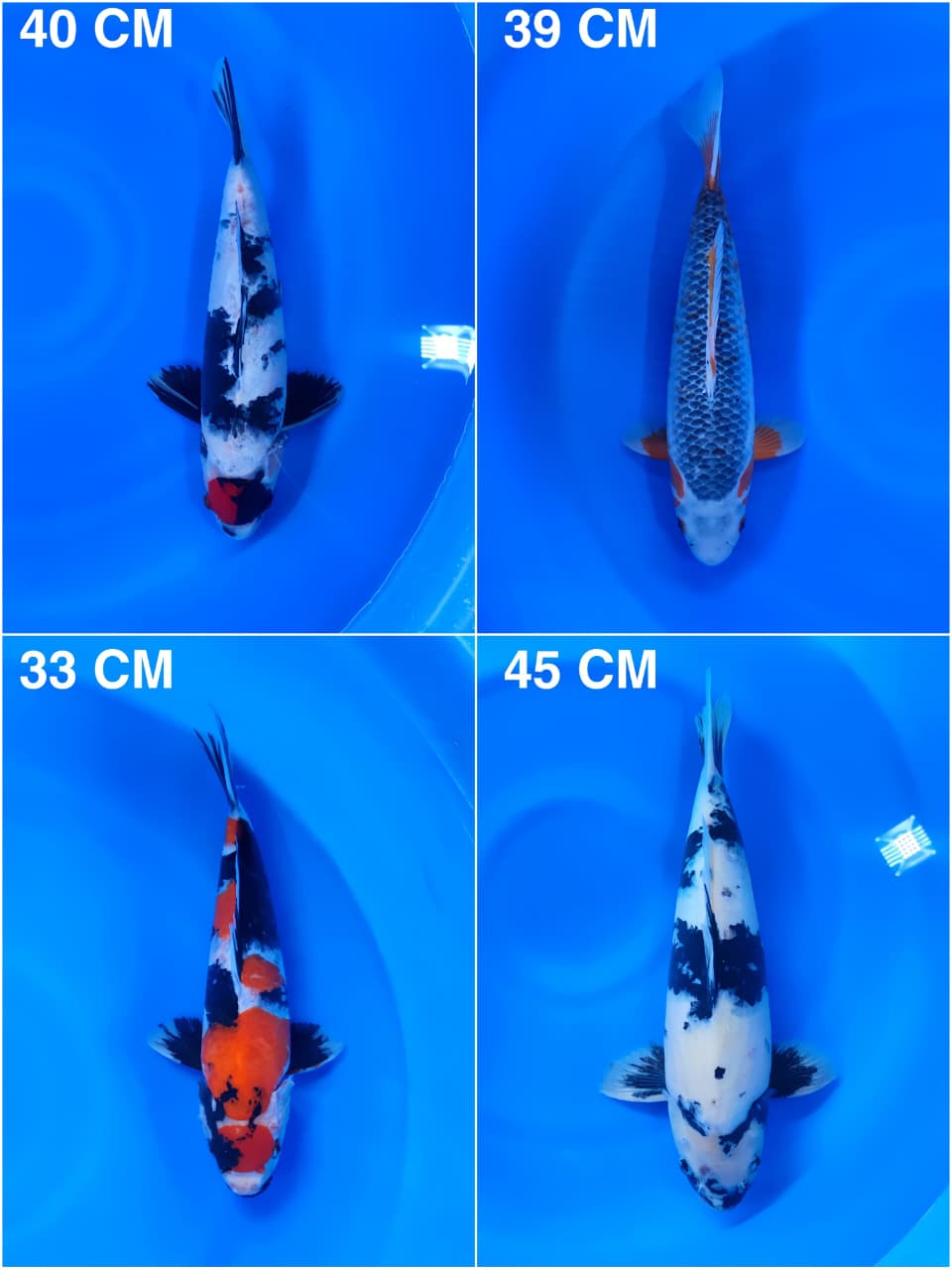 Lelang Koi Online, Jual Beli Ikan Koi, Pasar Koi Terbaik, Agen Lelang Koi, Penawaran Koi Berkualitas, Harga Jual Koi, Lelang Ikan Koi Import, Beli Koi Online, Jual Koi Murah, Koi Showroom, Penjual Koi Terpercaya, Lelang Koi Jakarta, Jual Koi Lokal, Koi Kualitas Unggul, Harga Terbaik Koi, Jual Koi Indukan, Lelang Ikan Hias Koi, Pasar Koi Indonesia, Beli Koi Berkualitas Tinggi, Koi Farm Terbesar, Jual Beli Koi Impor, Lelang Ikan Koi Kualitas Premium, Daftar Harga Koi Terbaru, Pusat Jual Beli Koi, Info Lelang Koi Hari Ini.