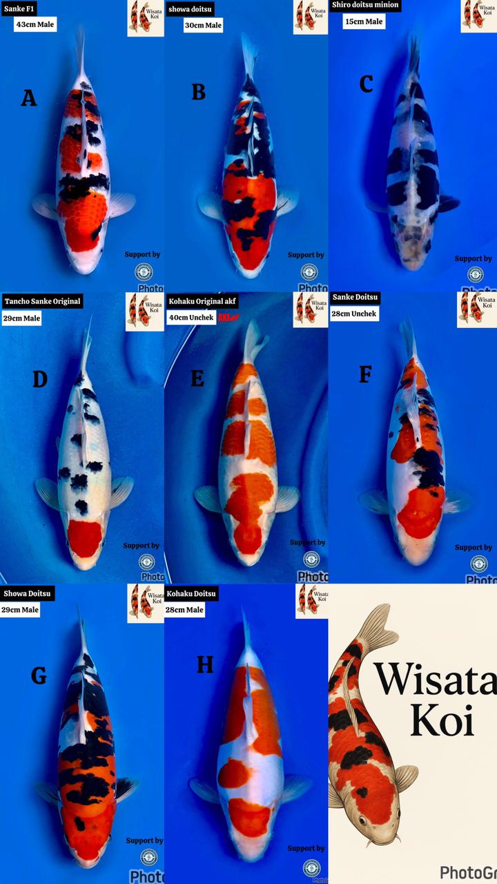 Lelang Koi Online, Jual Beli Ikan Koi, Pasar Koi Terbaik, Agen Lelang Koi, Penawaran Koi Berkualitas, Harga Jual Koi, Lelang Ikan Koi Import, Beli Koi Online, Jual Koi Murah, Koi Showroom, Penjual Koi Terpercaya, Lelang Koi Jakarta, Jual Koi Lokal, Koi Kualitas Unggul, Harga Terbaik Koi, Jual Koi Indukan, Lelang Ikan Hias Koi, Pasar Koi Indonesia, Beli Koi Berkualitas Tinggi, Koi Farm Terbesar, Jual Beli Koi Impor, Lelang Ikan Koi Kualitas Premium, Daftar Harga Koi Terbaru, Pusat Jual Beli Koi, Info Lelang Koi Hari Ini.