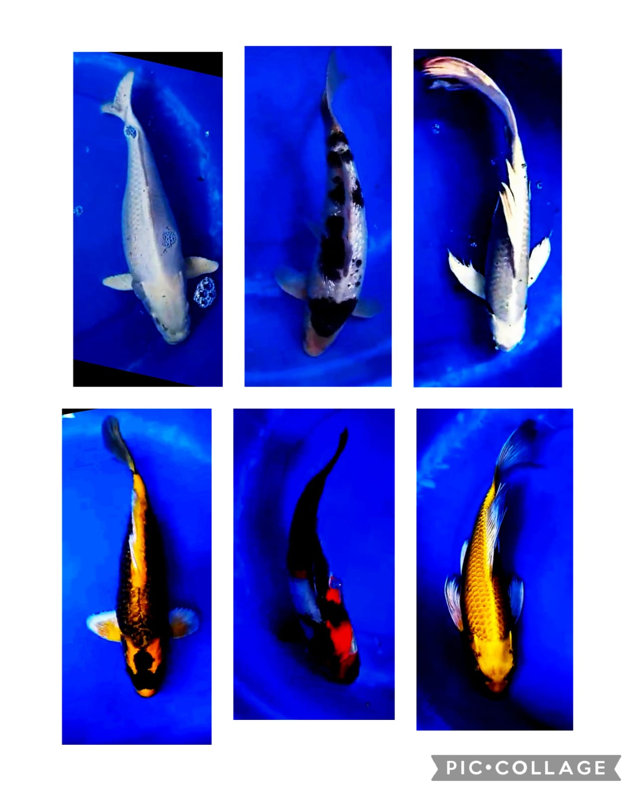 Lelang Koi Online, Jual Beli Ikan Koi, Pasar Koi Terbaik, Agen Lelang Koi, Penawaran Koi Berkualitas, Harga Jual Koi, Lelang Ikan Koi Import, Beli Koi Online, Jual Koi Murah, Koi Showroom, Penjual Koi Terpercaya, Lelang Koi Jakarta, Jual Koi Lokal, Koi Kualitas Unggul, Harga Terbaik Koi, Jual Koi Indukan, Lelang Ikan Hias Koi, Pasar Koi Indonesia, Beli Koi Berkualitas Tinggi, Koi Farm Terbesar, Jual Beli Koi Impor, Lelang Ikan Koi Kualitas Premium, Daftar Harga Koi Terbaru, Pusat Jual Beli Koi, Info Lelang Koi Hari Ini.