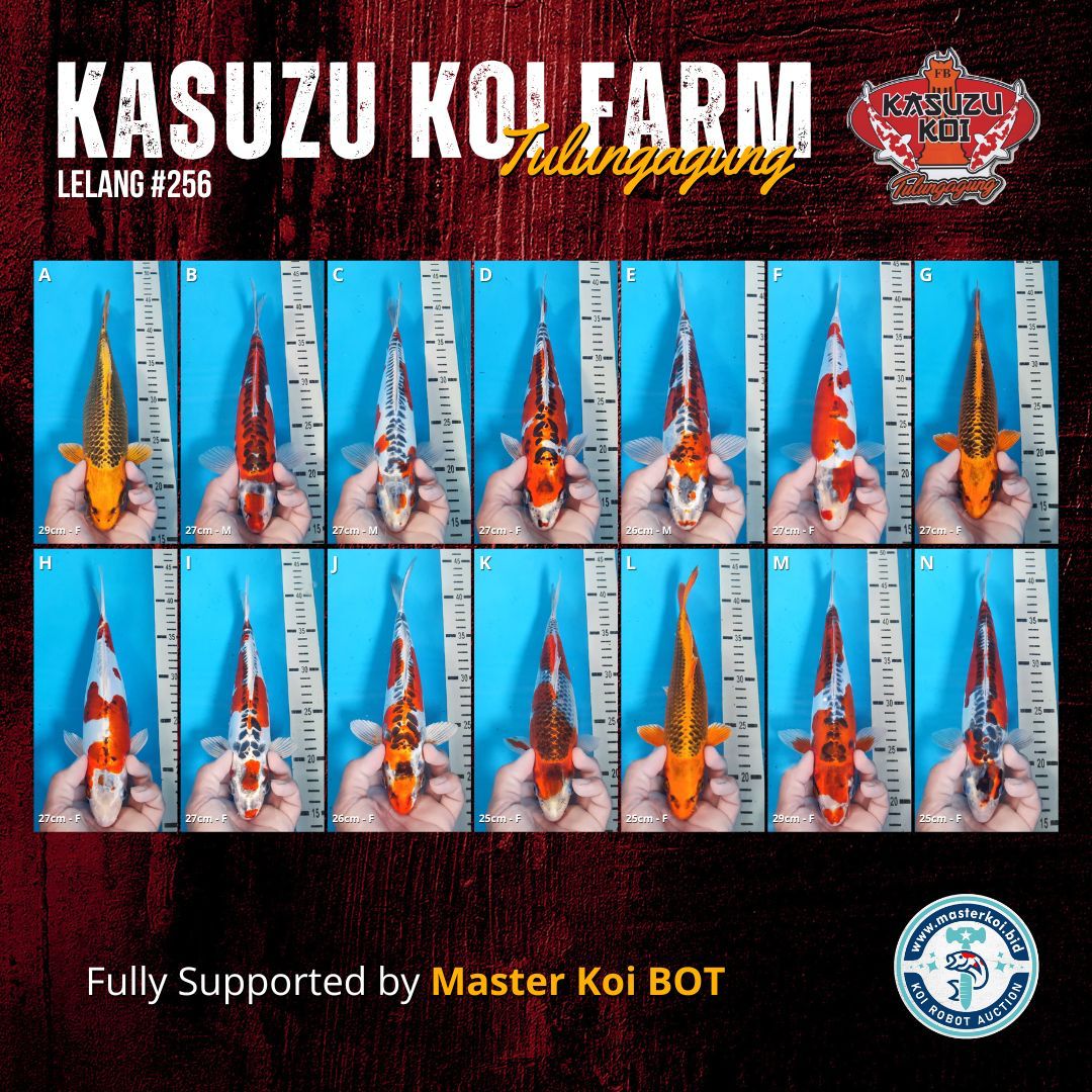 Lelang Koi Online, Jual Beli Ikan Koi, Pasar Koi Terbaik, Agen Lelang Koi, Penawaran Koi Berkualitas, Harga Jual Koi, Lelang Ikan Koi Import, Beli Koi Online, Jual Koi Murah, Koi Showroom, Penjual Koi Terpercaya, Lelang Koi Jakarta, Jual Koi Lokal, Koi Kualitas Unggul, Harga Terbaik Koi, Jual Koi Indukan, Lelang Ikan Hias Koi, Pasar Koi Indonesia, Beli Koi Berkualitas Tinggi, Koi Farm Terbesar, Jual Beli Koi Impor, Lelang Ikan Koi Kualitas Premium, Daftar Harga Koi Terbaru, Pusat Jual Beli Koi, Info Lelang Koi Hari Ini.