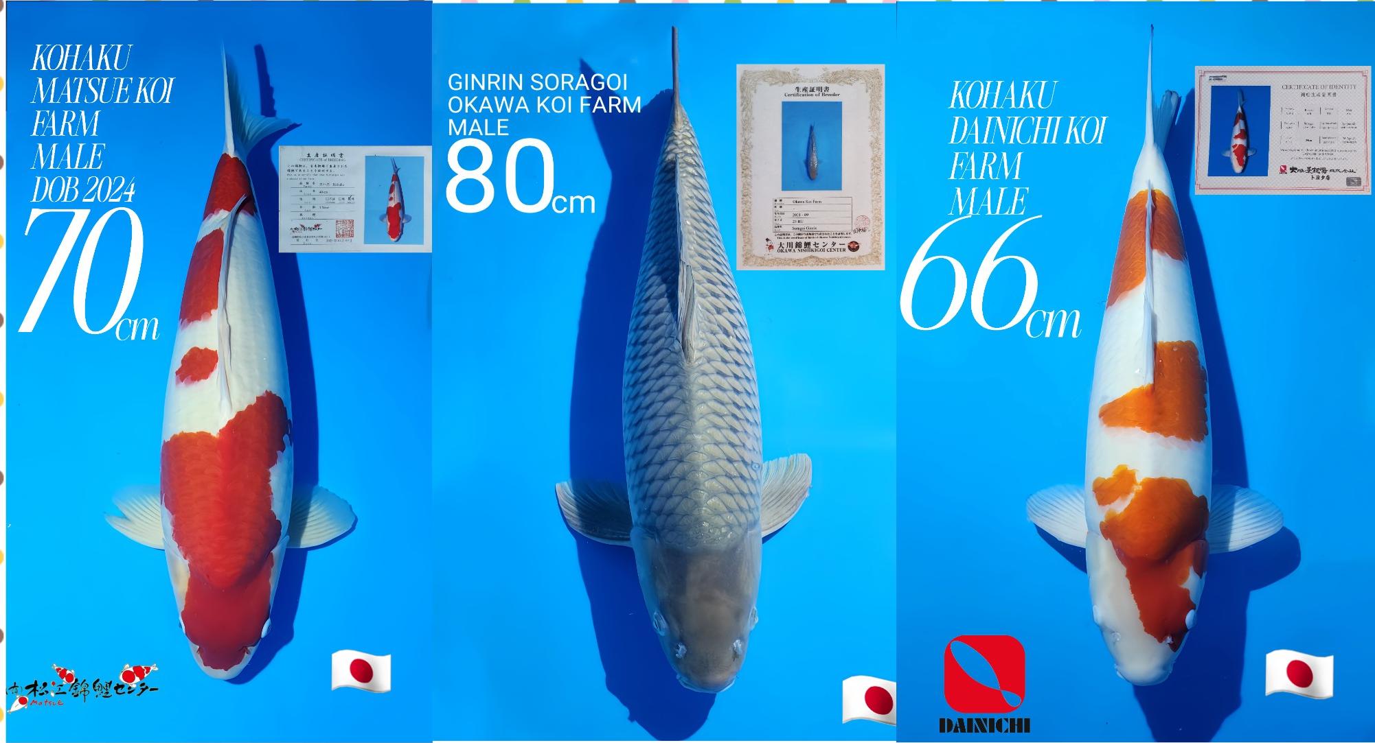 Lelang Koi Online, Jual Beli Ikan Koi, Pasar Koi Terbaik, Agen Lelang Koi, Penawaran Koi Berkualitas, Harga Jual Koi, Lelang Ikan Koi Import, Beli Koi Online, Jual Koi Murah, Koi Showroom, Penjual Koi Terpercaya, Lelang Koi Jakarta, Jual Koi Lokal, Koi Kualitas Unggul, Harga Terbaik Koi, Jual Koi Indukan, Lelang Ikan Hias Koi, Pasar Koi Indonesia, Beli Koi Berkualitas Tinggi, Koi Farm Terbesar, Jual Beli Koi Impor, Lelang Ikan Koi Kualitas Premium, Daftar Harga Koi Terbaru, Pusat Jual Beli Koi, Info Lelang Koi Hari Ini.